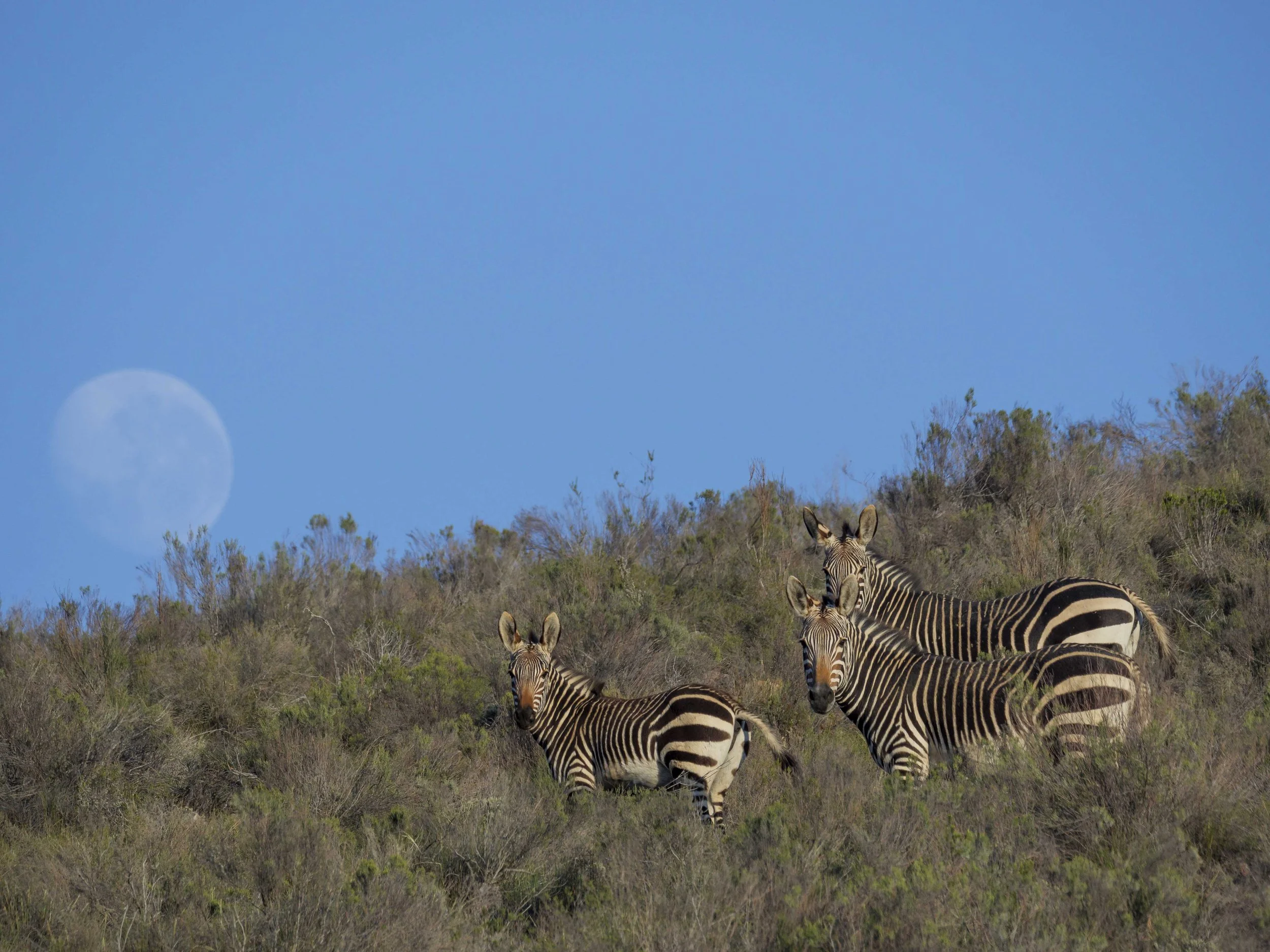 safari hotel | south africa hotel | adventure | Eco travel | eco hotel | landscape hotel | nature hotel | nature destination | room and wild | luxury hotel | conservation | Sanbona Wildlife Reserve
