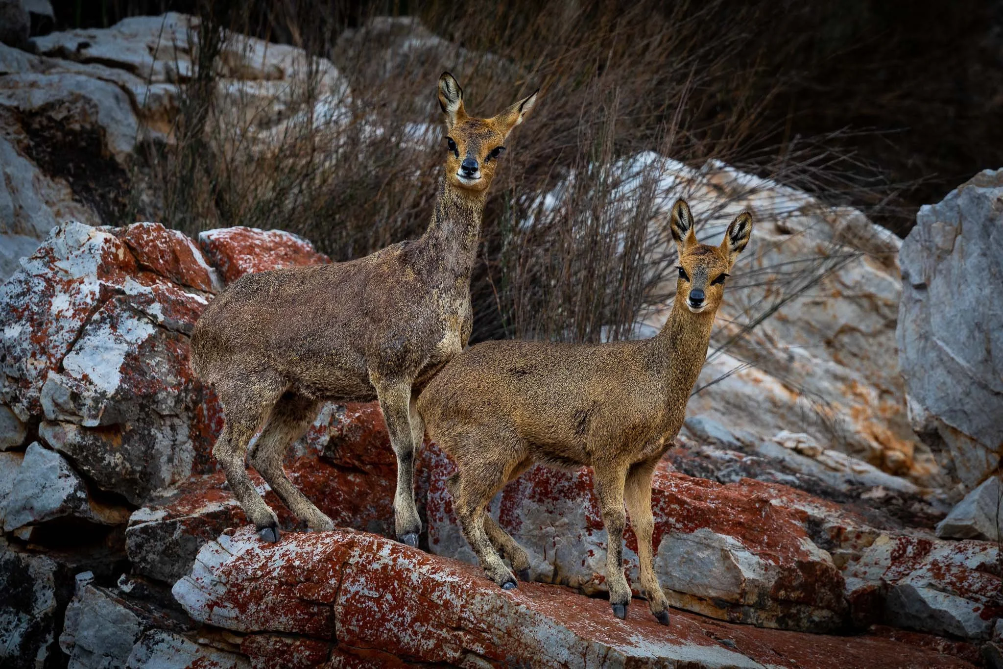 safari hotel | south africa hotel | adventure | Eco travel | eco hotel | landscape hotel | nature hotel | nature destination | room and wild | luxury hotel | conservation | Sanbona Wildlife Reserve