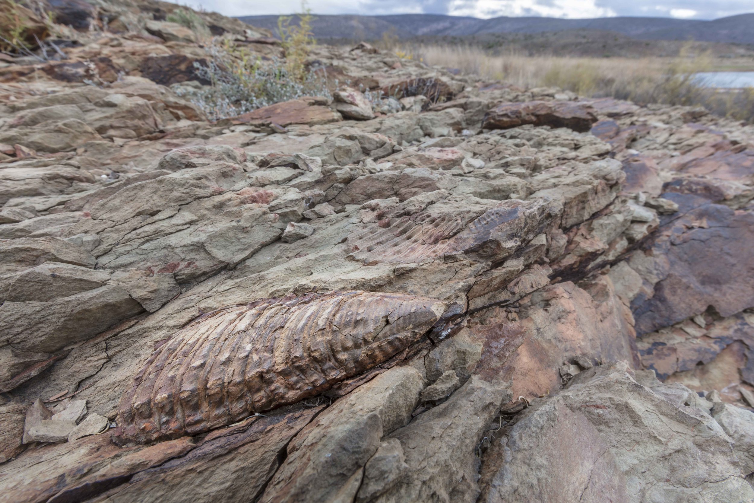 safari hotel | south africa hotel | adventure | Eco travel | eco hotel | landscape hotel | nature hotel | nature destination | room and wild | luxury hotel | conservation | Sanbona Wildlife Reserve