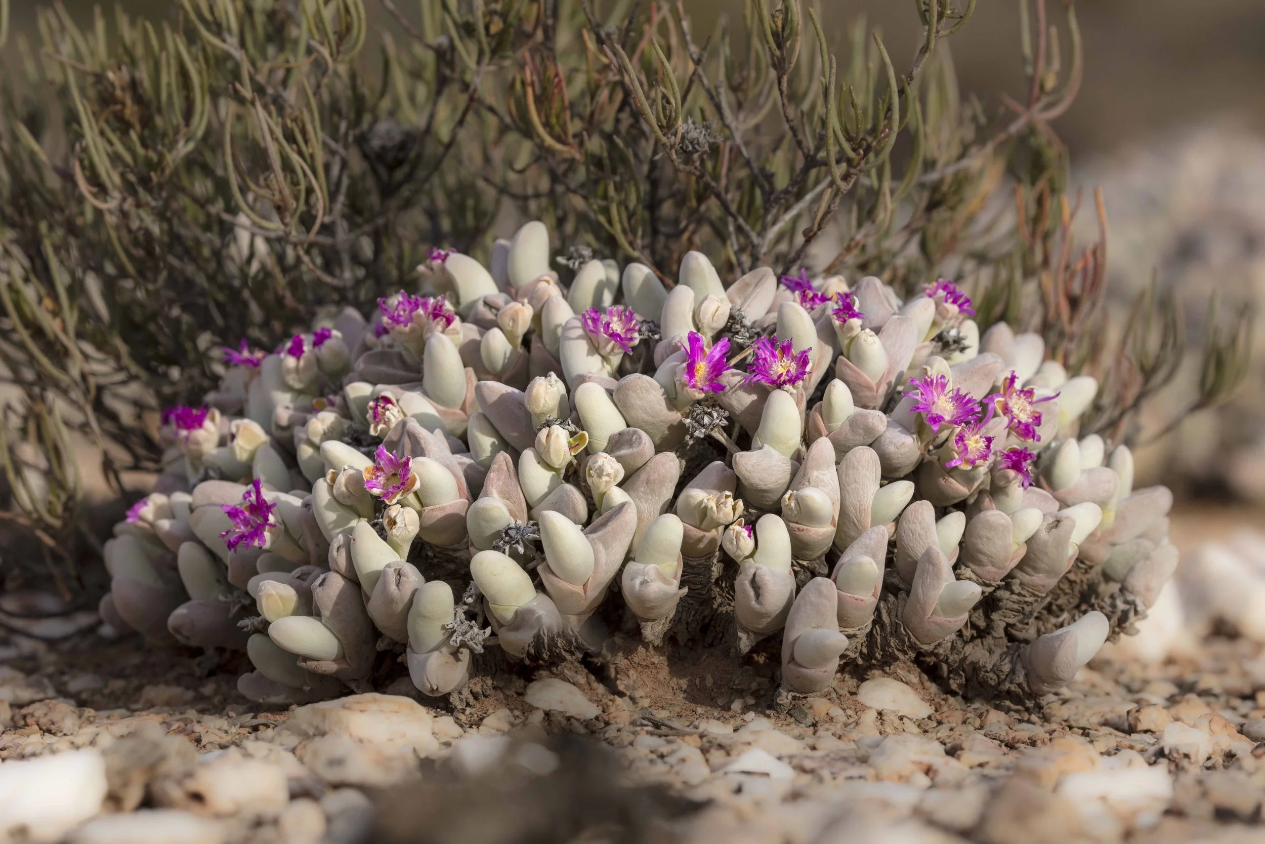 safari hotel | south africa hotel | adventure | Eco travel | eco hotel | landscape hotel | nature hotel | nature destination | room and wild | luxury hotel | conservation | Sanbona Wildlife Reserve