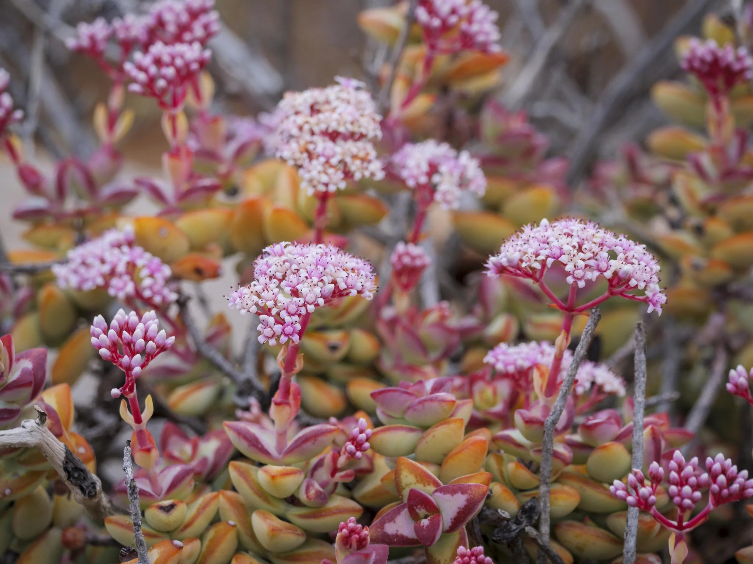 safari hotel | south africa hotel | adventure | Eco travel | eco hotel | landscape hotel | nature hotel | nature destination | room and wild | luxury hotel | conservation | Sanbona Wildlife Reserve