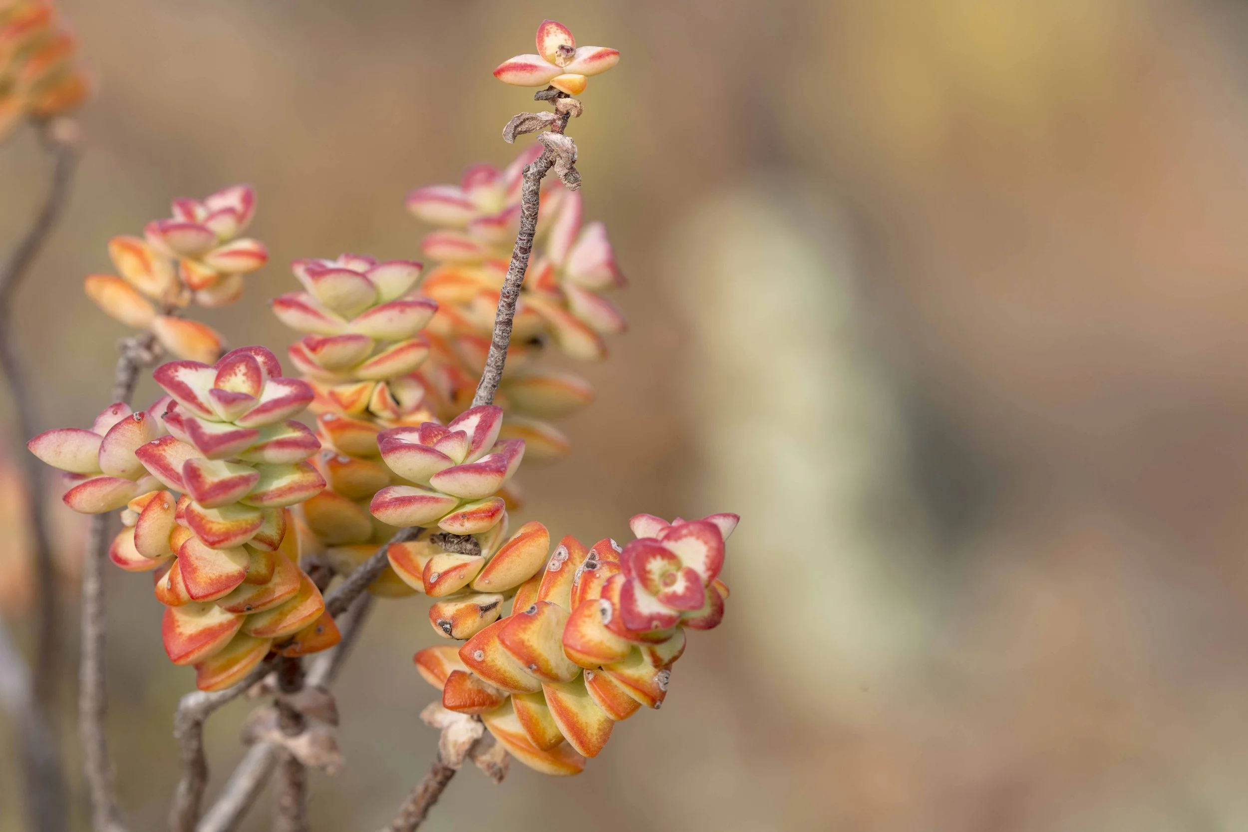 safari hotel | south africa hotel | adventure | Eco travel | eco hotel | landscape hotel | nature hotel | nature destination | room and wild | luxury hotel | conservation | Sanbona Wildlife Reserve