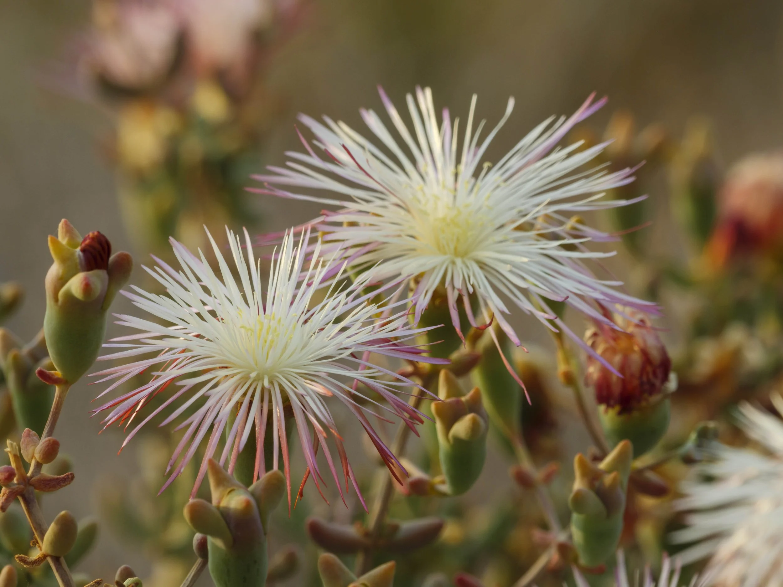 safari hotel | south africa hotel | adventure | Eco travel | eco hotel | landscape hotel | nature hotel | nature destination | room and wild | luxury hotel | conservation | Sanbona Wildlife Reserve