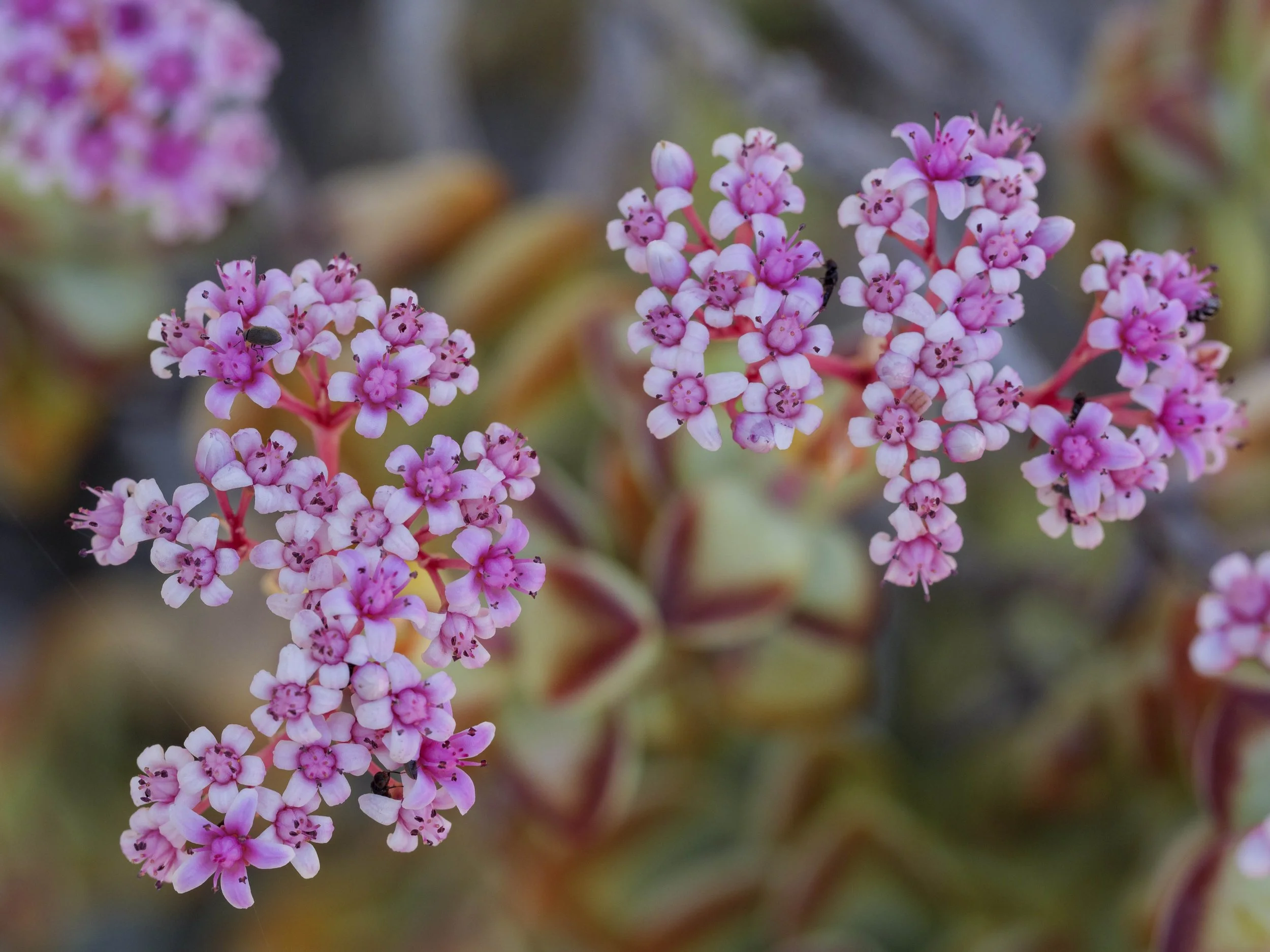 safari hotel | south africa hotel | adventure | Eco travel | eco hotel | landscape hotel | nature hotel | nature destination | room and wild | luxury hotel | conservation | Sanbona Wildlife Reserve