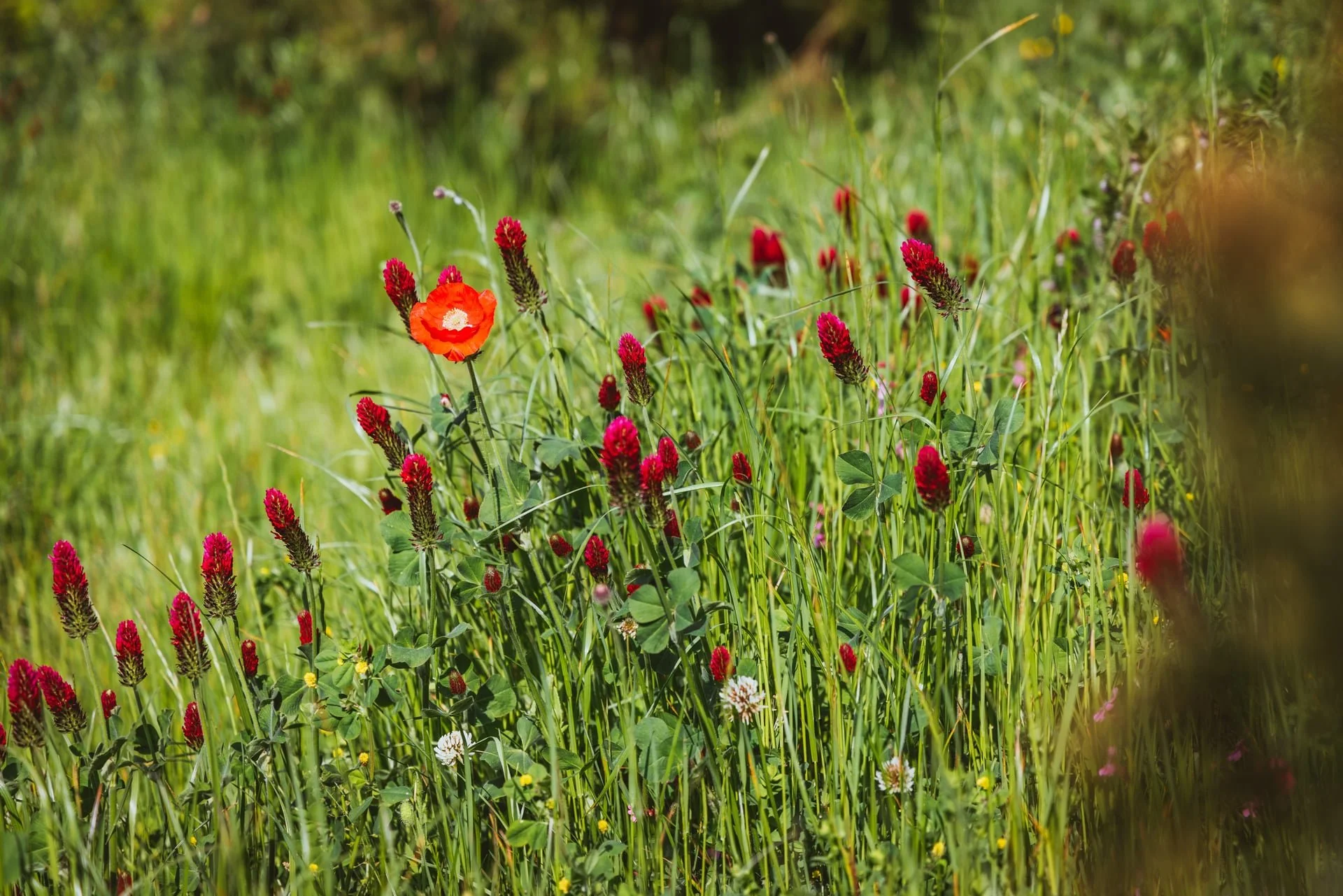 Alpine Hotel | Austria Hotel | Eco travel | eco hotel | adventure hotel | landscape hotel | nature hotel | nature destination | room and wild | Mariazell hotel | Erlaufsee | chalet | Montestyria 