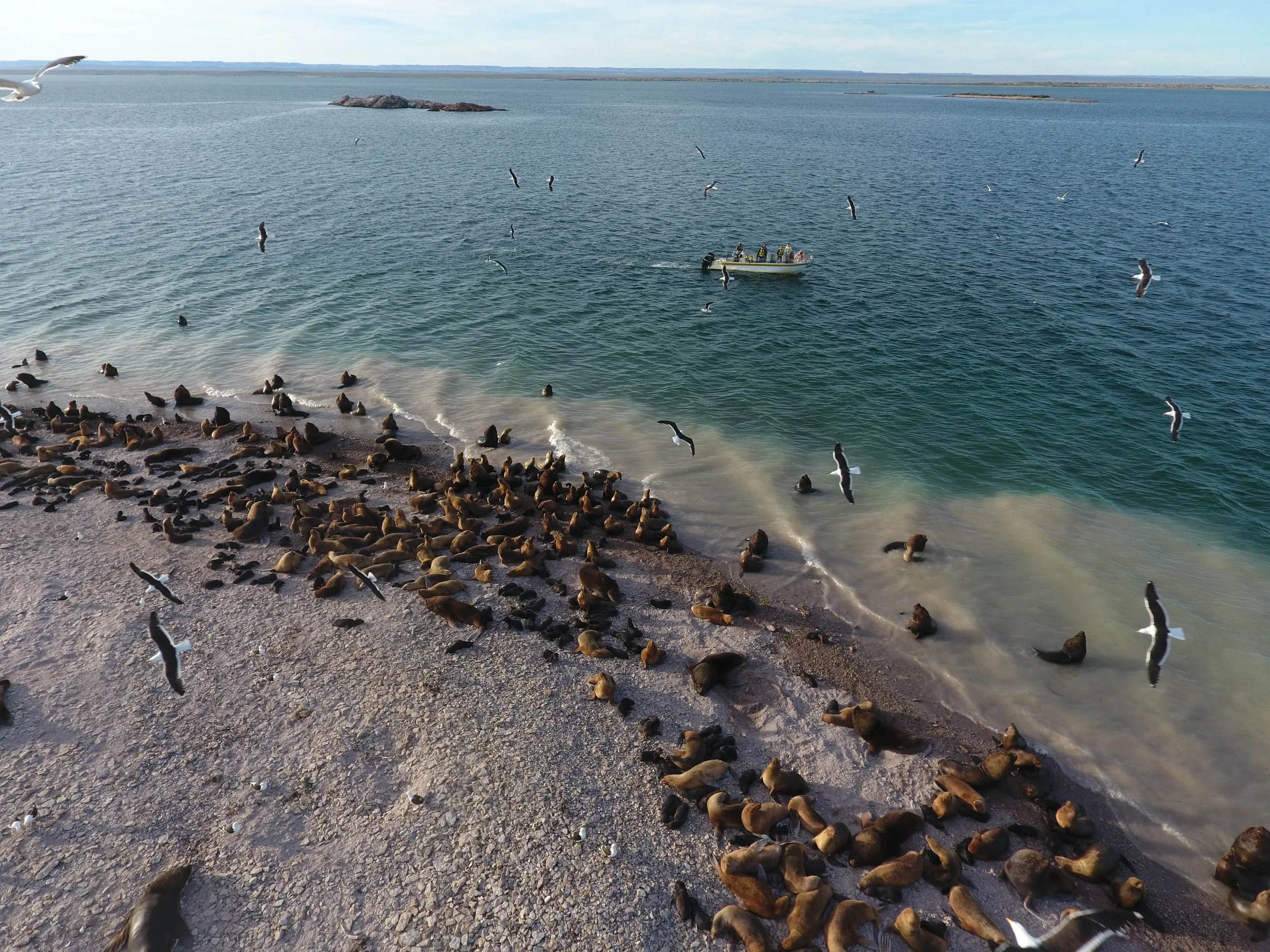 Argentina Hotels | Adventure Hotels | Wildlife reserve | Nature Hotels | Eco travel | eco luxury | nature destination | Landscape Hotels | Patagonia hotels | Penguin colonies | Bahia Bustamente Lodge