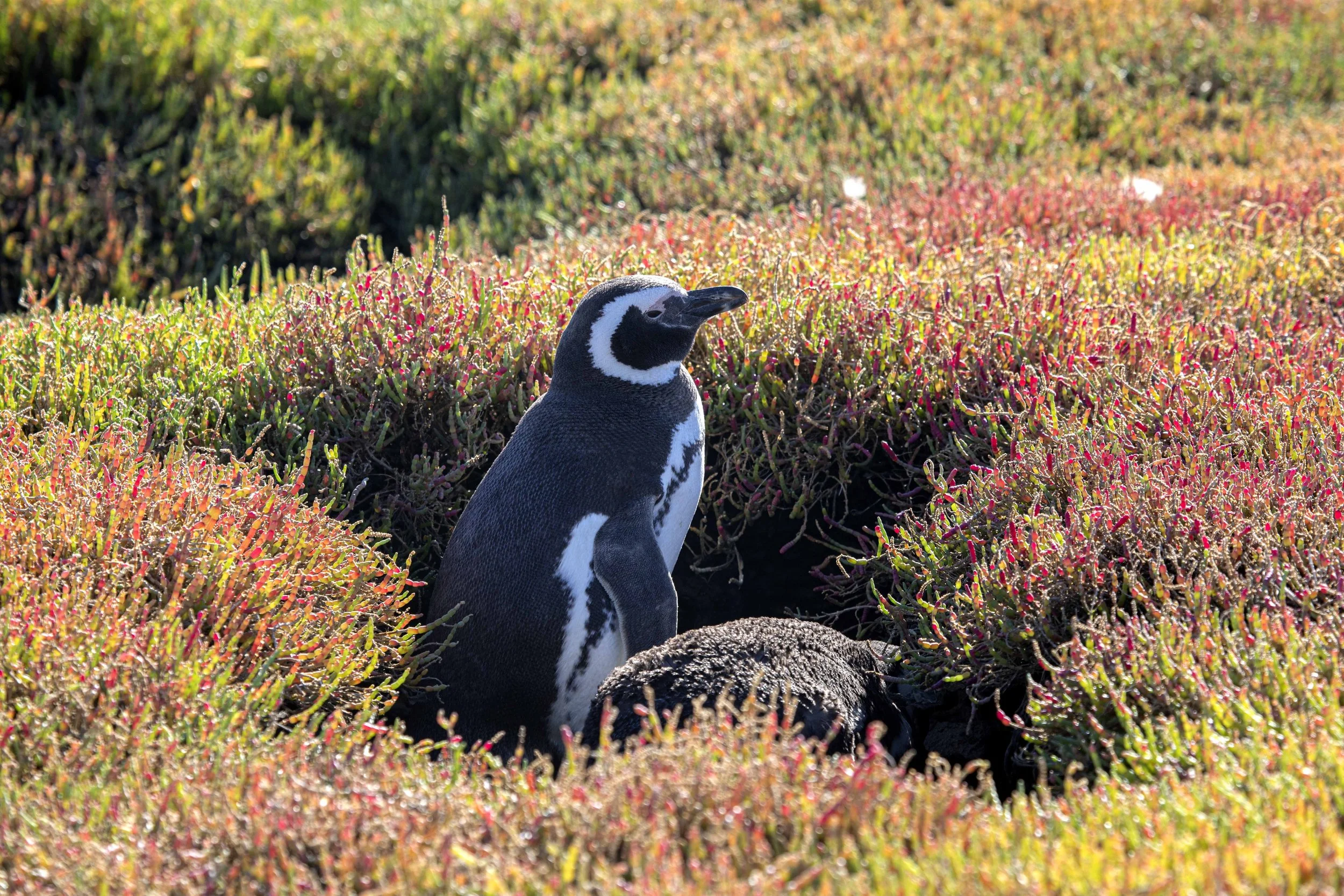 Argentina Hotels | Adventure Hotels | Wildlife reserve | Nature Hotels | Eco travel | eco luxury | nature destination | Landscape Hotels | Patagonia hotels | Penguin colonies | Bahia Bustamente Lodge