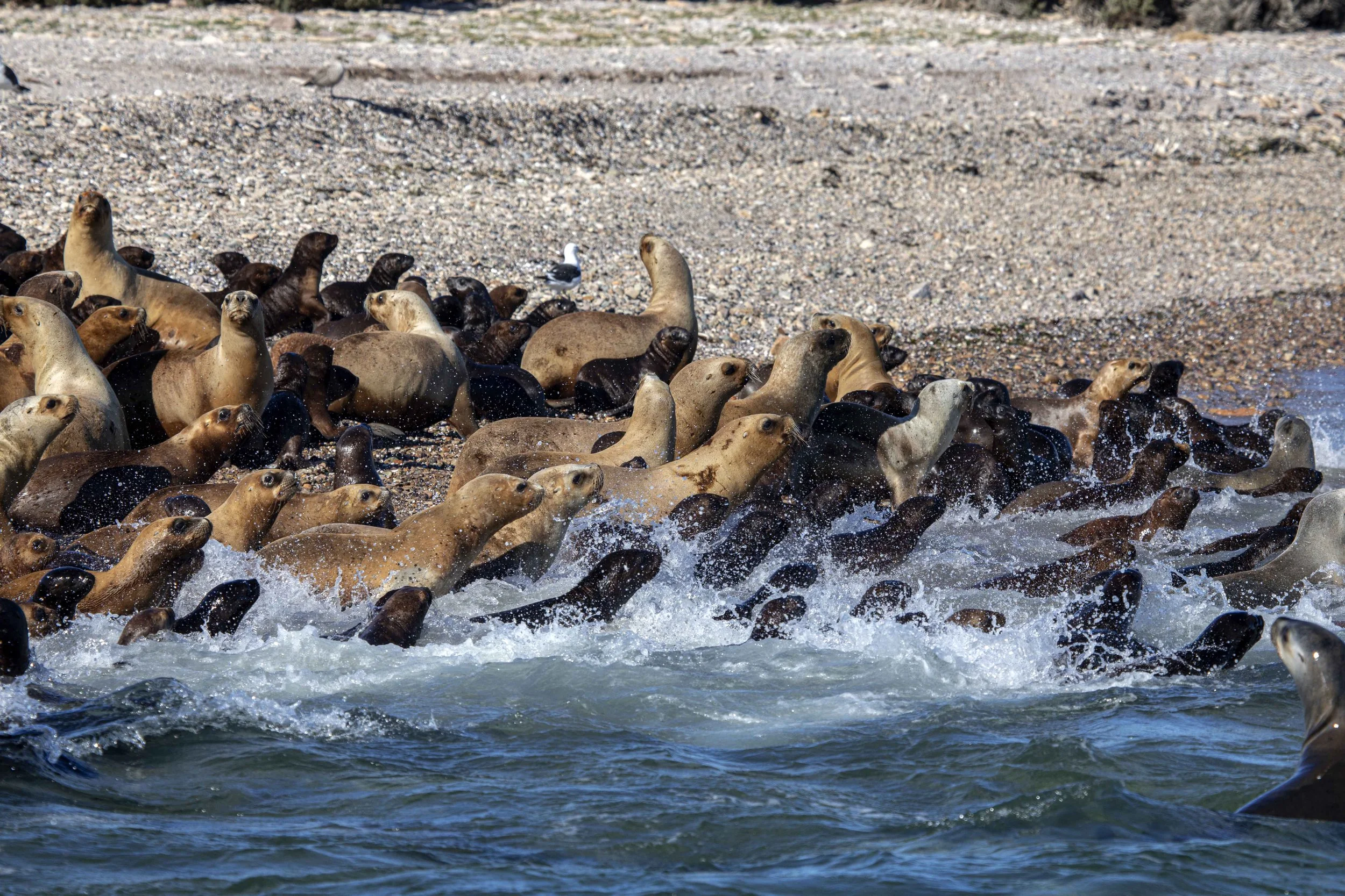 Argentina Hotels | Adventure Hotels | Wildlife reserve | Nature Hotels | Eco travel | eco luxury | nature destination | Landscape Hotels | Patagonia hotels | Penguin colonies | Bahia Bustamente Lodge