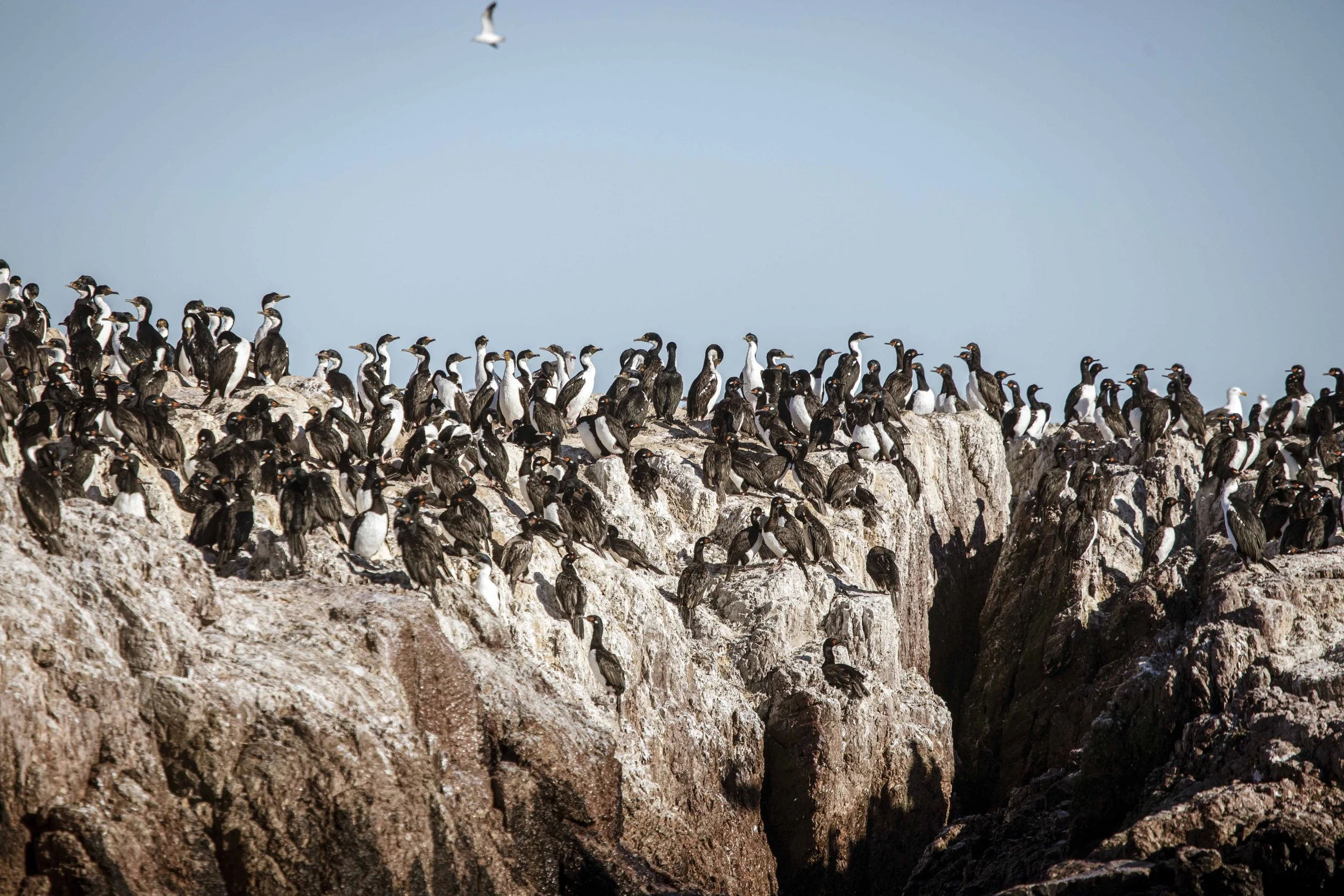 Argentina Hotels | Adventure Hotels | Wildlife reserve | Nature Hotels | Eco travel | eco luxury | nature destination | Landscape Hotels | Patagonia hotels | Penguin colonies | Bahia Bustamente Lodge