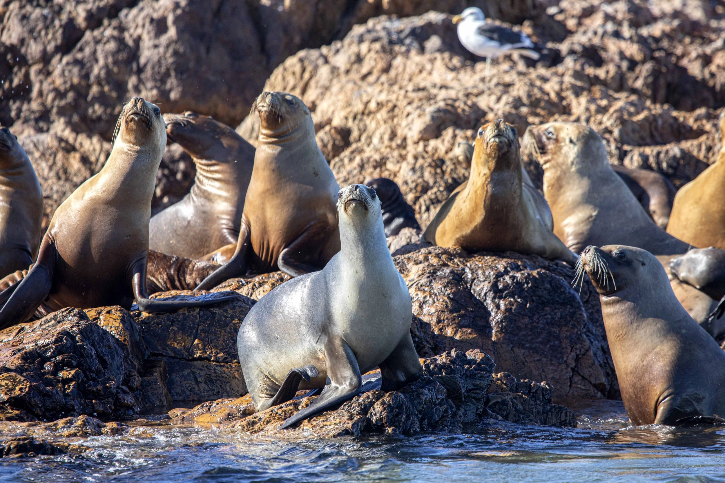 Argentina Hotels | Adventure Hotels | Wildlife reserve | Nature Hotels | Eco travel | eco luxury | nature destination | Landscape Hotels | Patagonia hotels | Penguin colonies | Bahia Bustamente Lodge