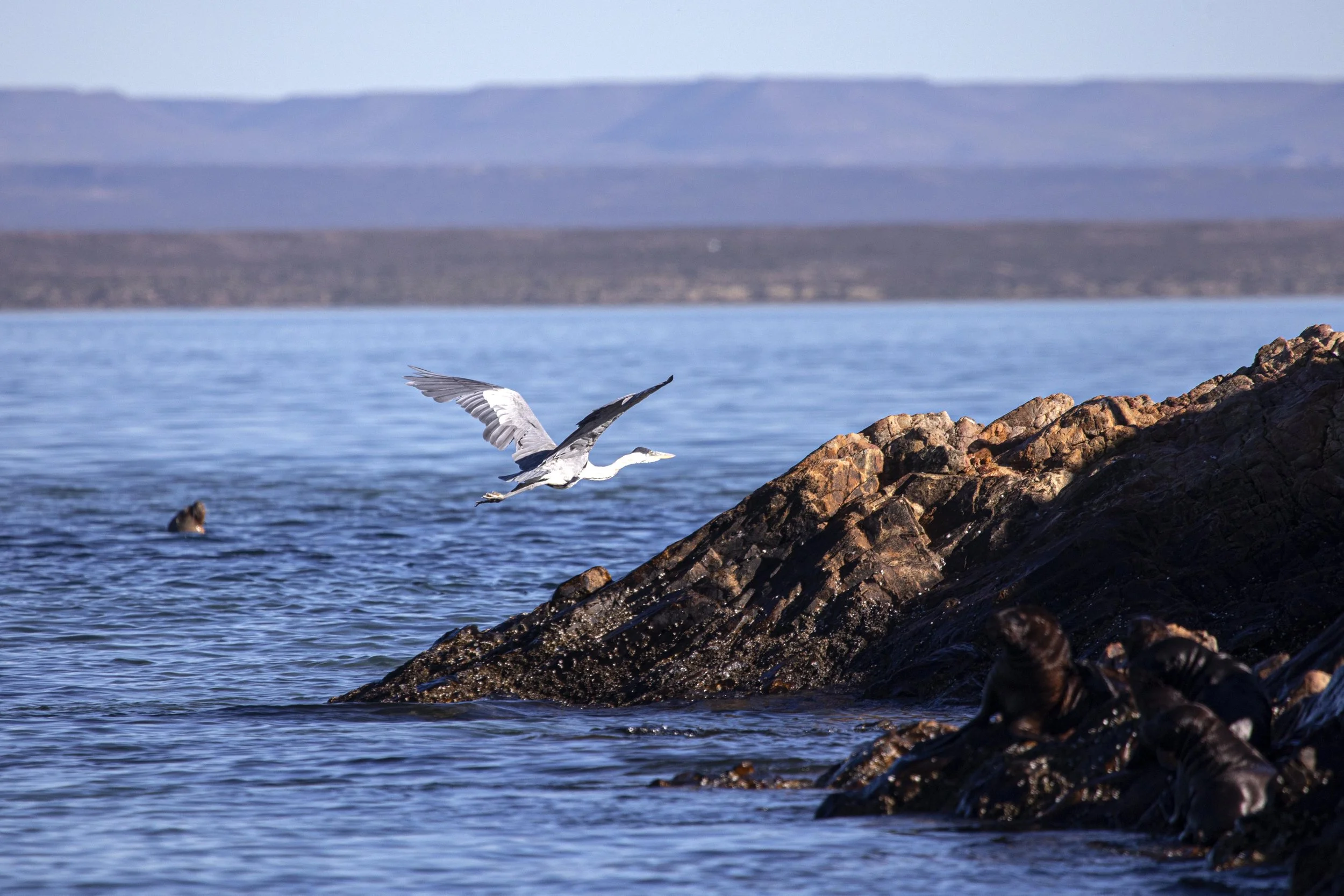 Argentina Hotels | Adventure Hotels | Wildlife reserve | Nature Hotels | Eco travel | eco luxury | nature destination | Landscape Hotels | Patagonia hotels | Penguin colonies | Bahia Bustamente Lodge