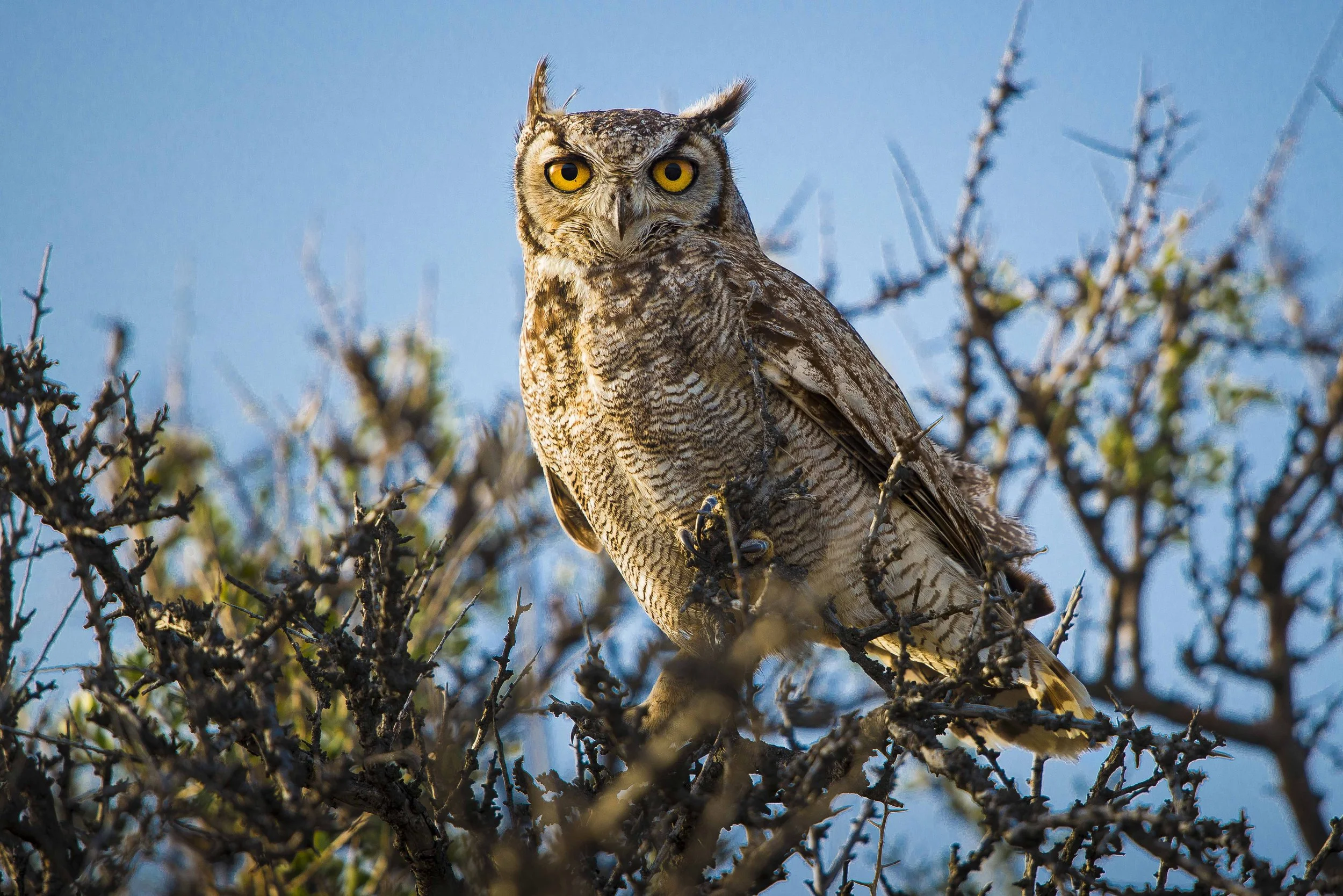 Argentina Hotels | Adventure Hotels | Wildlife reserve | Nature Hotels | Eco travel | eco luxury | nature destination | Landscape Hotels | Patagonia hotels | Penguin colonies | Bahia Bustamente Lodge