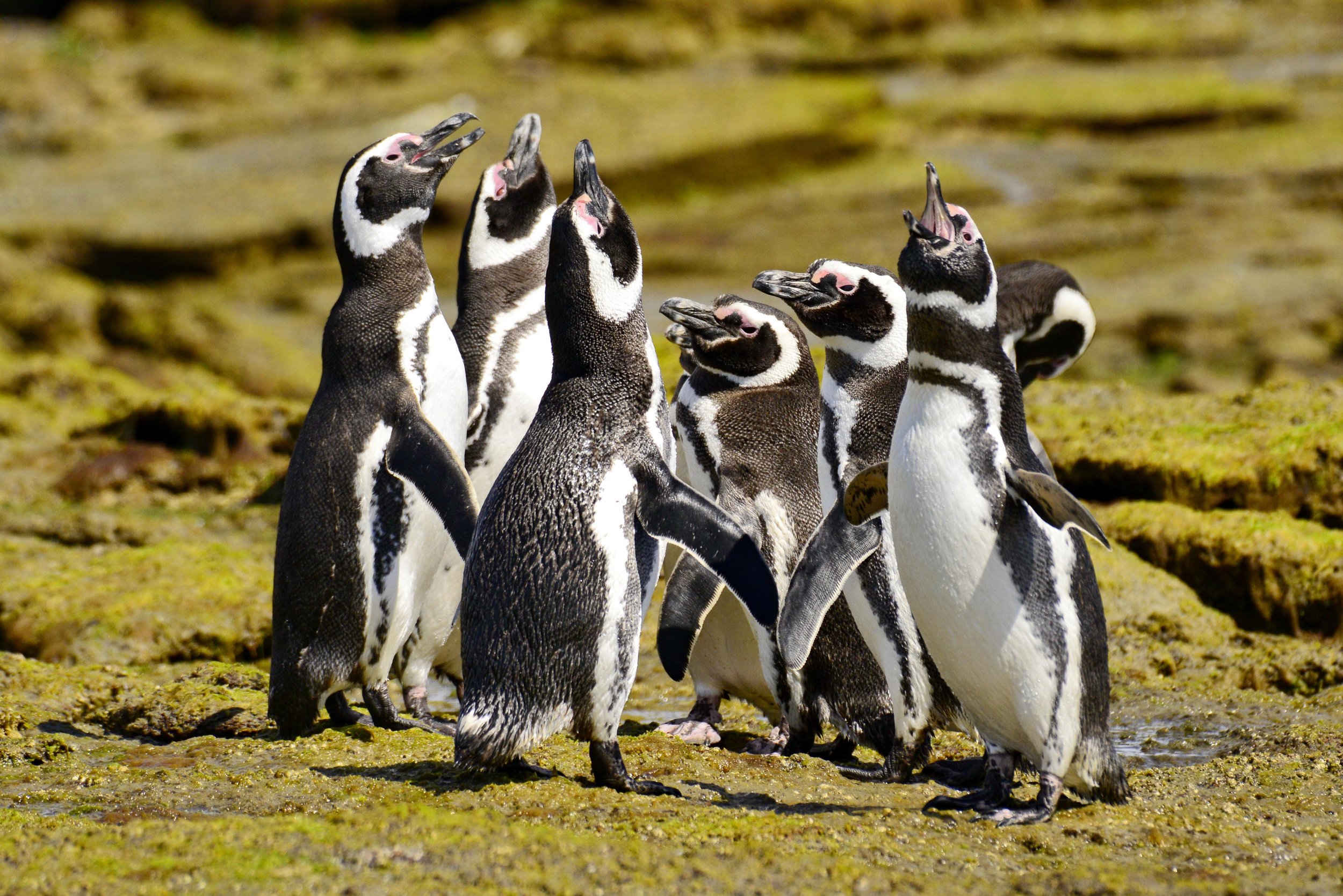 Argentina Hotels | Adventure Hotels | Wildlife reserve | Nature Hotels | Eco travel | eco luxury | nature destination | Landscape Hotels | Patagonia hotels | Penguin colonies | Bahia Bustamente Lodge