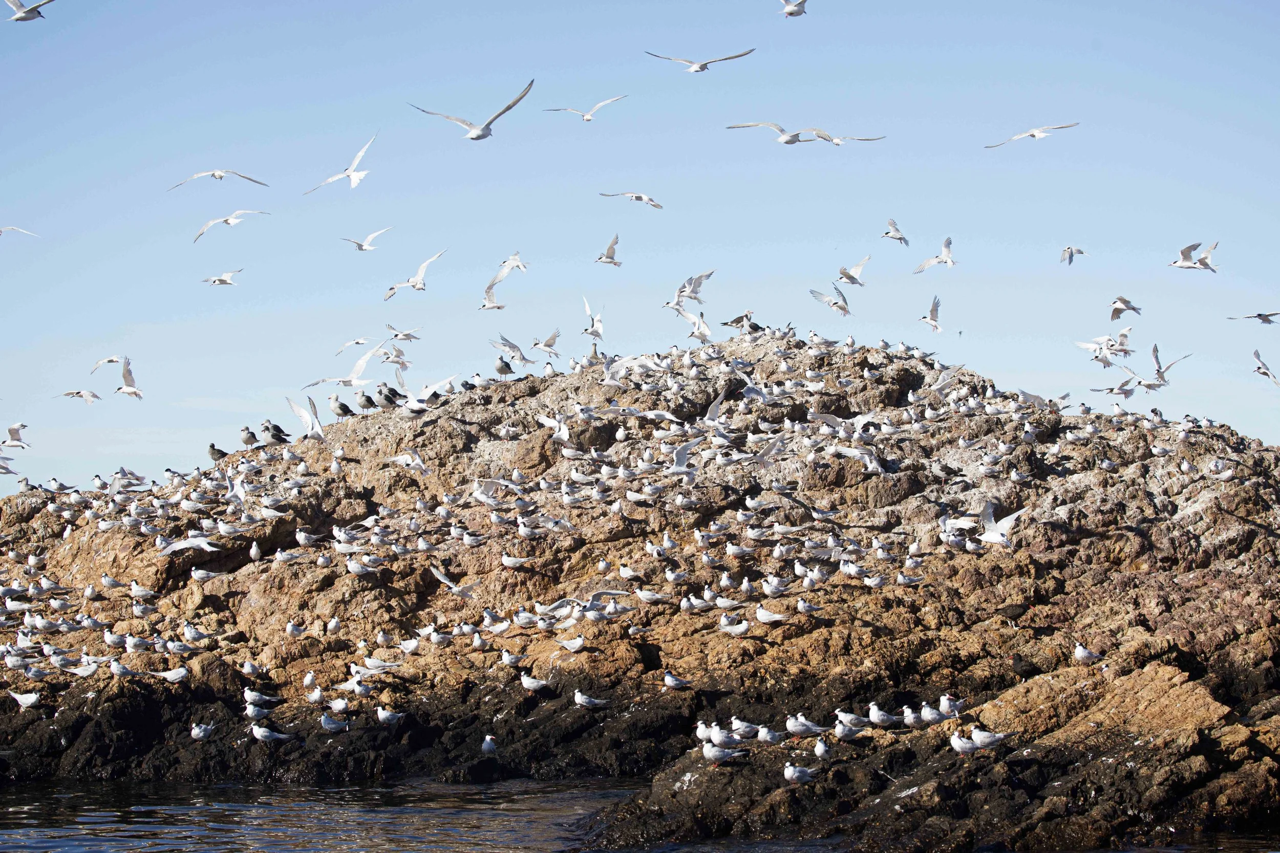 Argentina Hotels | Adventure Hotels | Wildlife reserve | Nature Hotels | Eco travel | eco luxury | nature destination | Landscape Hotels | Patagonia hotels | Penguin colonies | Bahia Bustamente Lodge