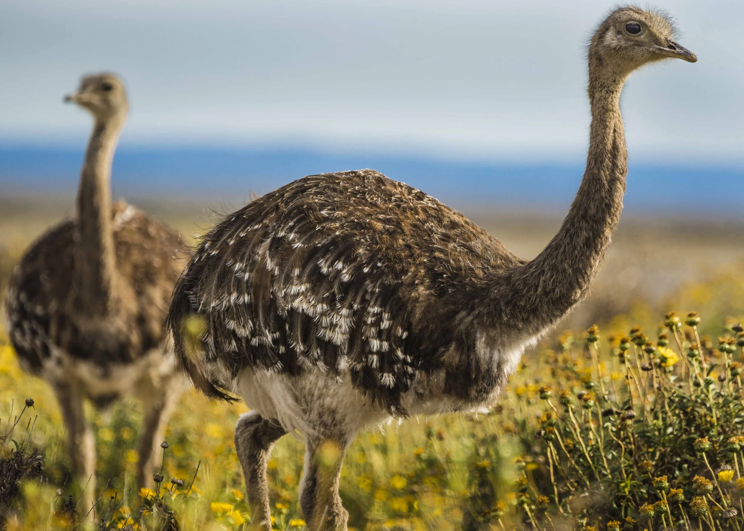 Argentina Hotels | Adventure Hotels | Wildlife reserve | Nature Hotels | Eco travel | eco luxury | nature destination | Landscape Hotels | Patagonia hotels | Penguin colonies | Bahia Bustamente Lodge