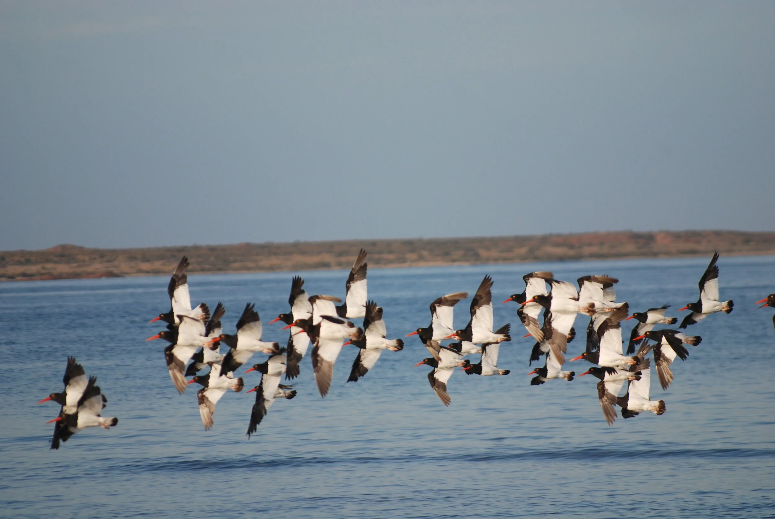 Argentina Hotels | Adventure Hotels | Wildlife reserve | Nature Hotels | Eco travel | eco luxury | nature destination | Landscape Hotels | Patagonia hotels | Penguin colonies | Bahia Bustamente Lodge
