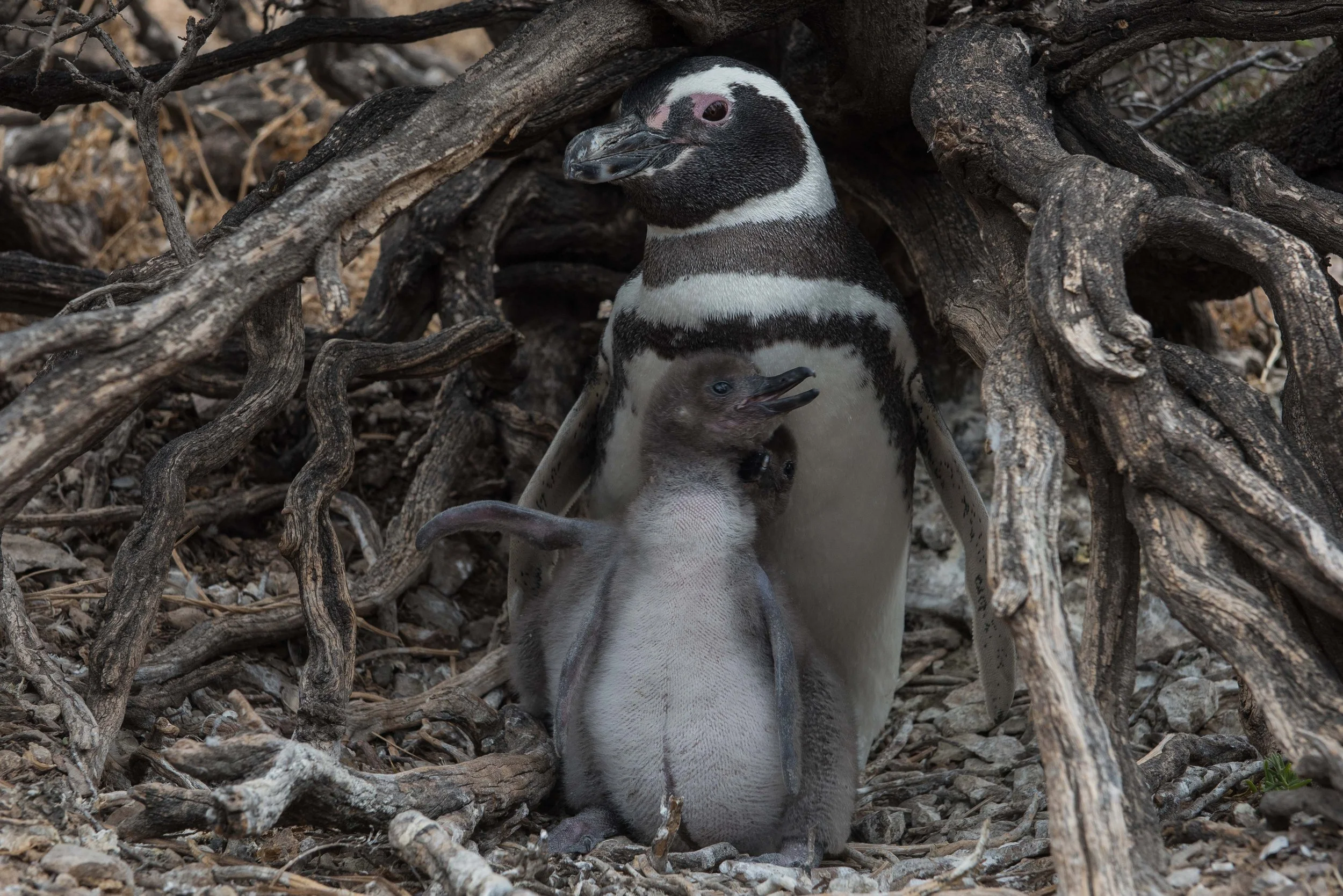 Argentina Hotels | Adventure Hotels | Wildlife reserve | Nature Hotels | Eco travel | eco luxury | nature destination | Landscape Hotels | Patagonia hotels | Penguin colonies | Bahia Bustamente Lodge