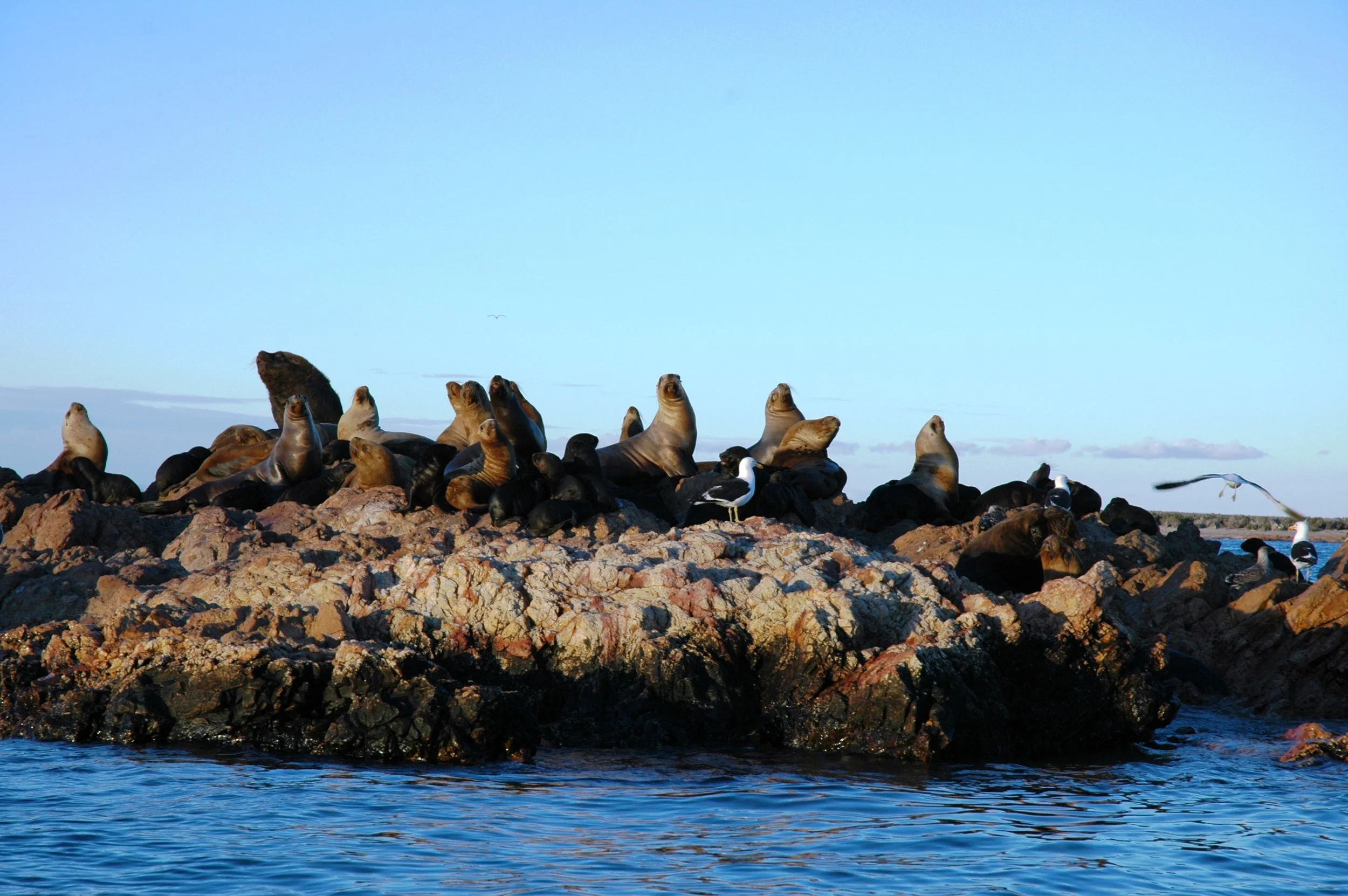 Argentina Hotels | Adventure Hotels | Wildlife reserve | Nature Hotels | Eco travel | eco luxury | nature destination | Landscape Hotels | Patagonia hotels | Penguin colonies | Bahia Bustamente Lodge