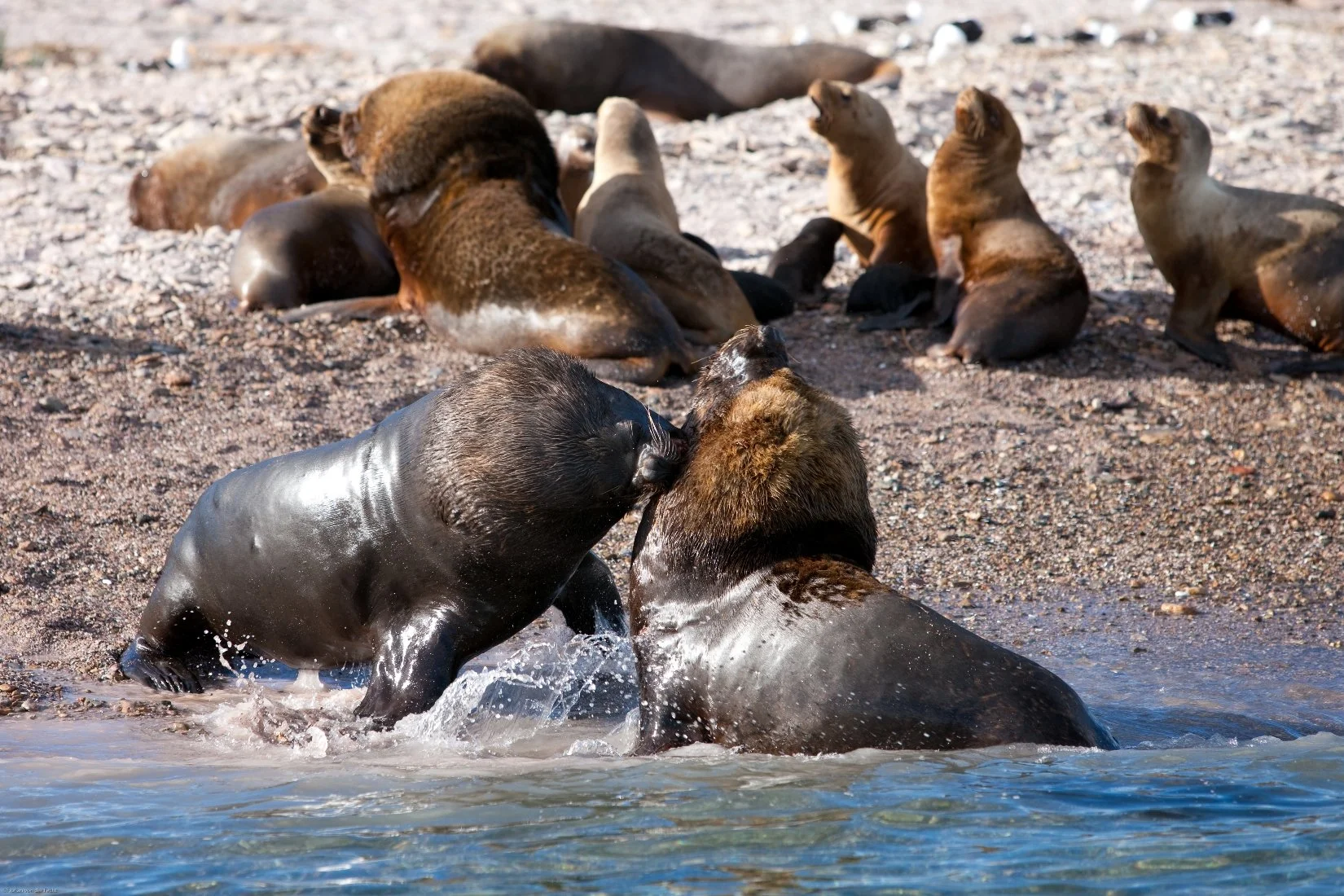 Argentina Hotels | Adventure Hotels | Wildlife reserve | Nature Hotels | Eco travel | eco luxury | nature destination | Landscape Hotels | Patagonia hotels | Penguin colonies | Bahia Bustamente Lodge