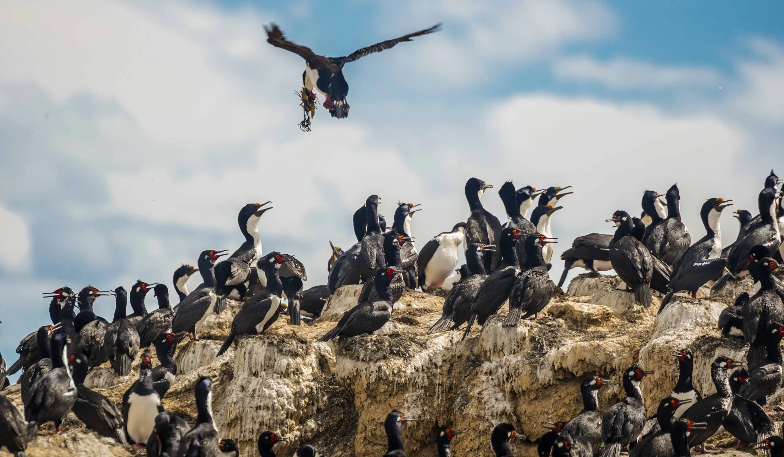 Argentina Hotels | Adventure Hotels | Wildlife reserve | Nature Hotels | Eco travel | eco luxury | nature destination | Landscape Hotels | Patagonia hotels | Penguin colonies | Bahia Bustamente Lodge