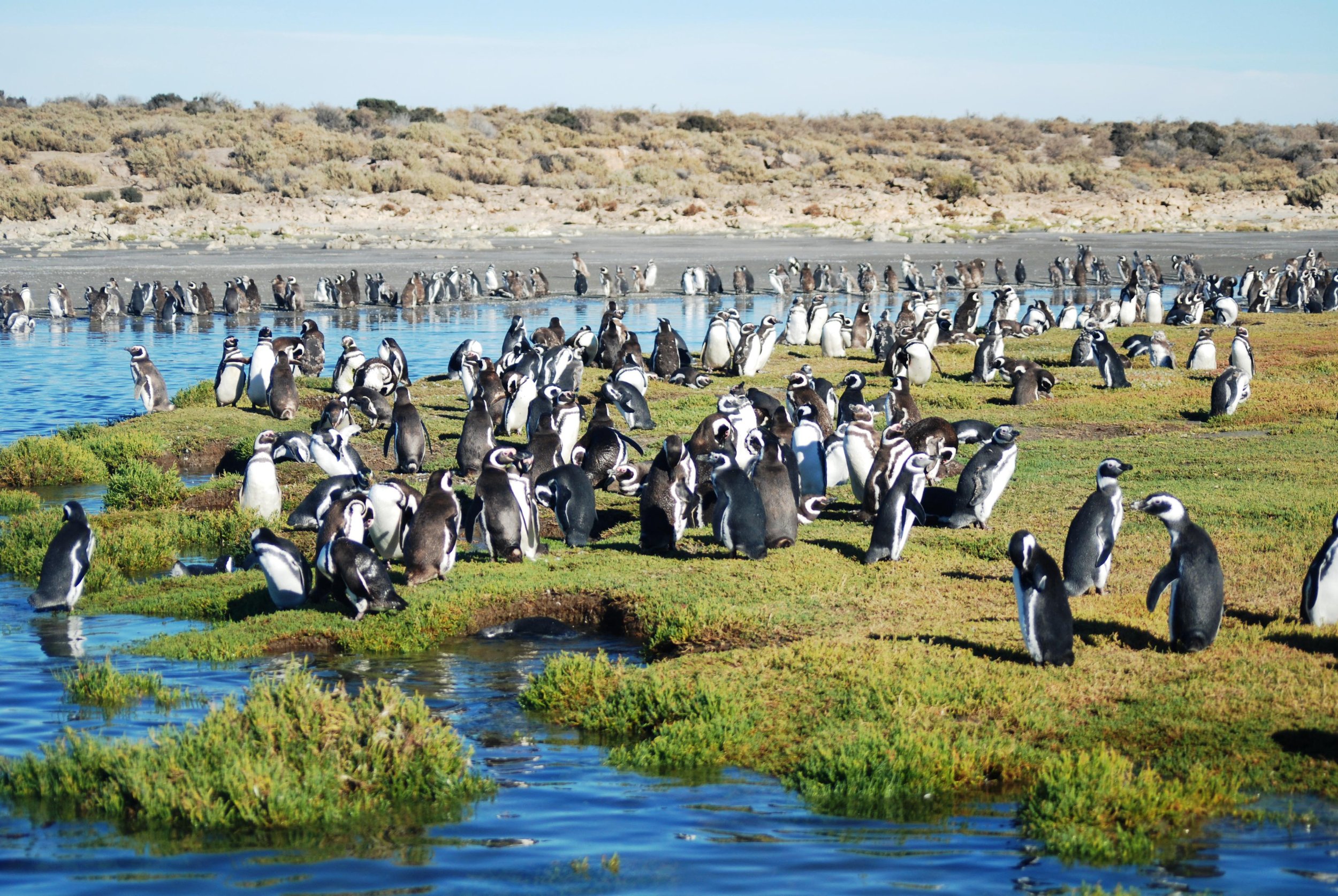 Argentina Hotels | Adventure Hotels | Wildlife reserve | Nature Hotels | Eco travel | eco luxury | nature destination | Landscape Hotels | Patagonia hotels | Penguin colonies | Bahia Bustamente Lodge