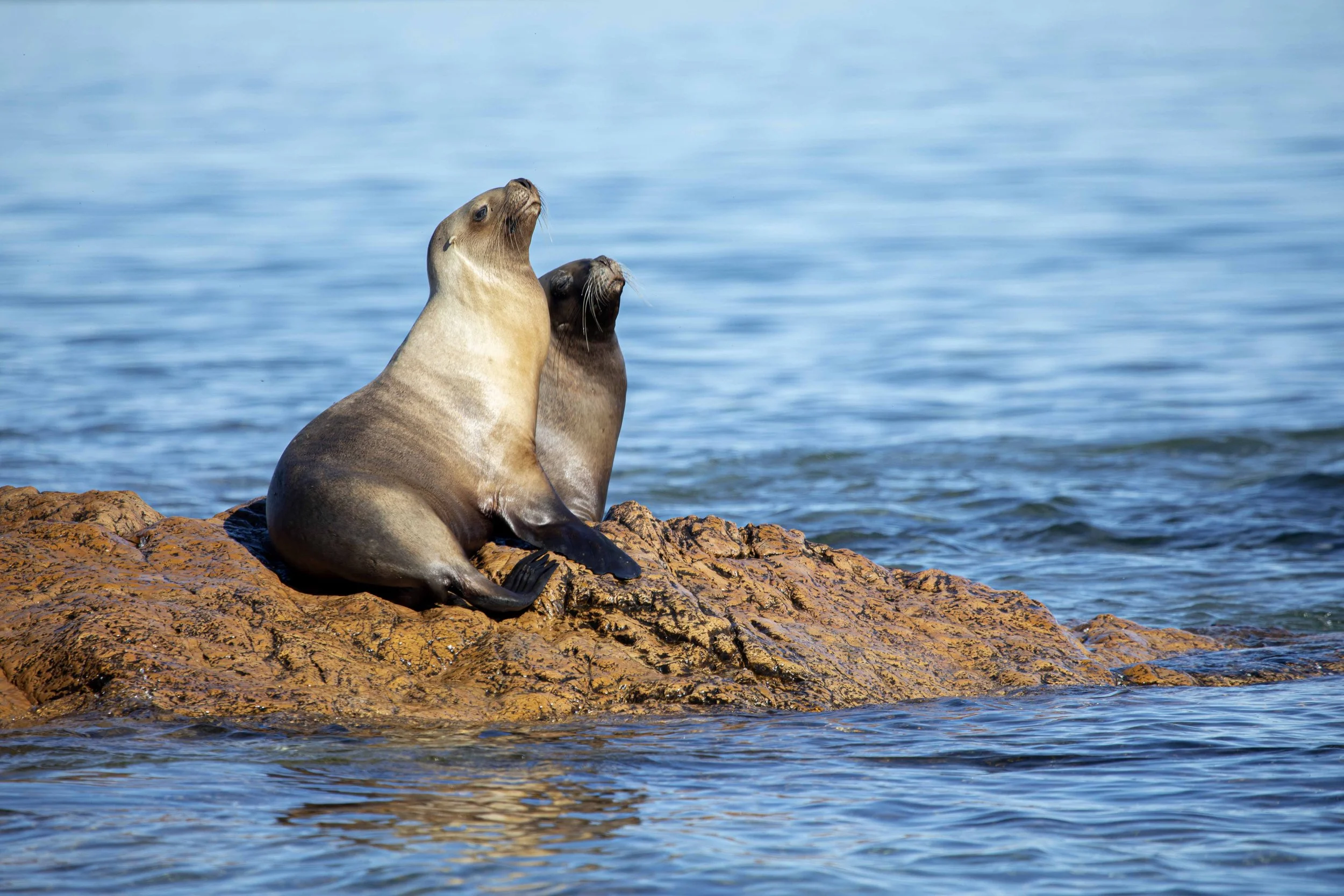 Argentina Hotels | Adventure Hotels | Wildlife reserve | Nature Hotels | Eco travel | eco luxury | nature destination | Landscape Hotels | Patagonia hotels | Penguin colonies | Bahia Bustamente Lodge