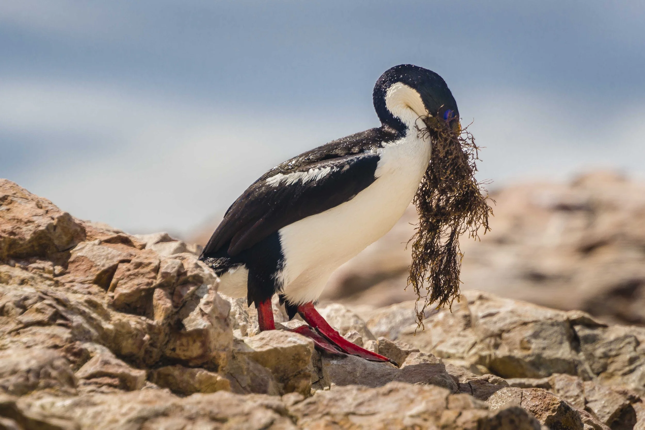 Argentina Hotels | Adventure Hotels | Wildlife reserve | Nature Hotels | Eco travel | eco luxury | nature destination | Landscape Hotels | Patagonia hotels | Penguin colonies | Bahia Bustamente Lodge