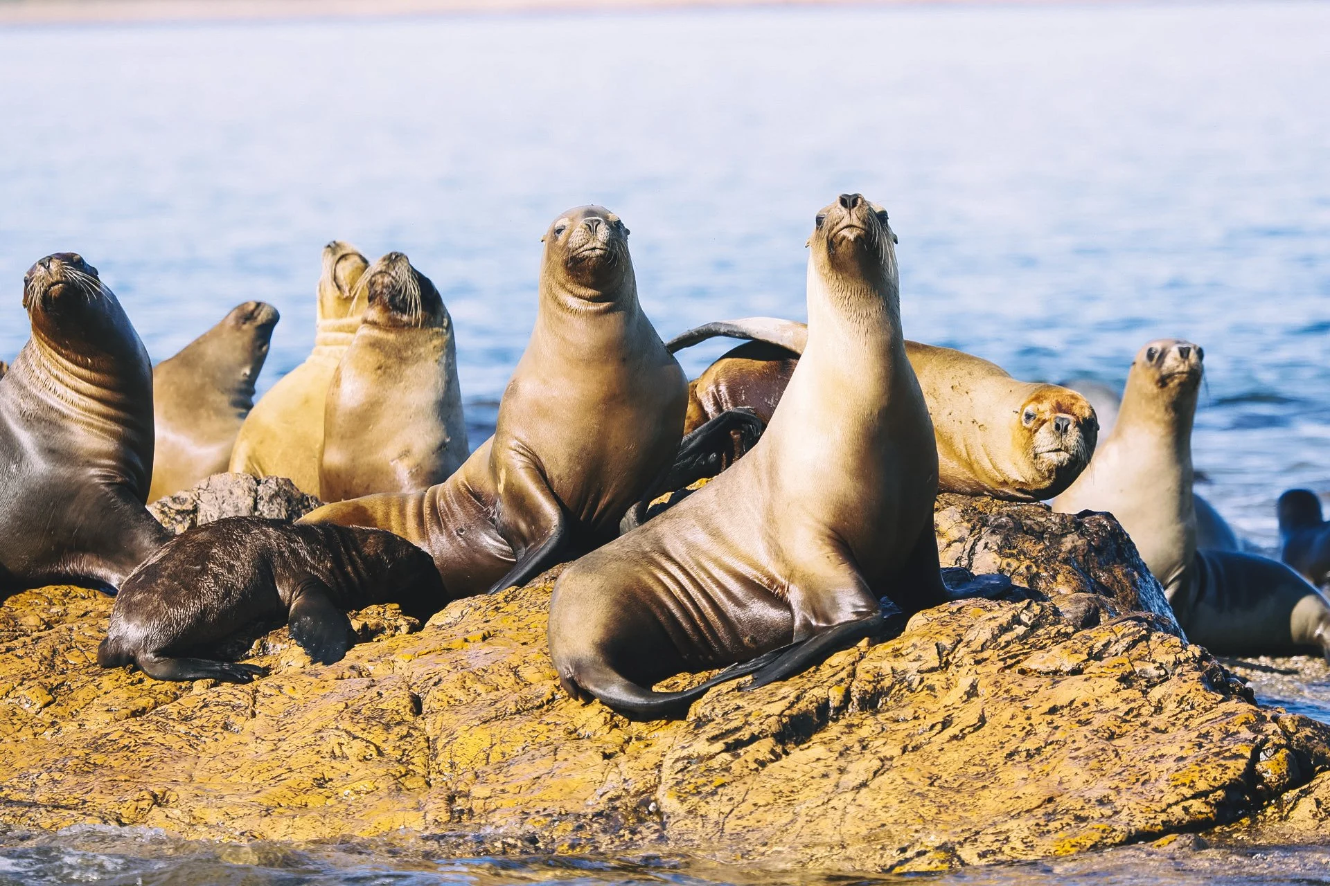 Argentina Hotels | Adventure Hotels | Wildlife reserve | Nature Hotels | Eco travel | eco luxury | nature destination | Landscape Hotels | Patagonia hotels | Penguin colonies | Bahia Bustamente Lodge