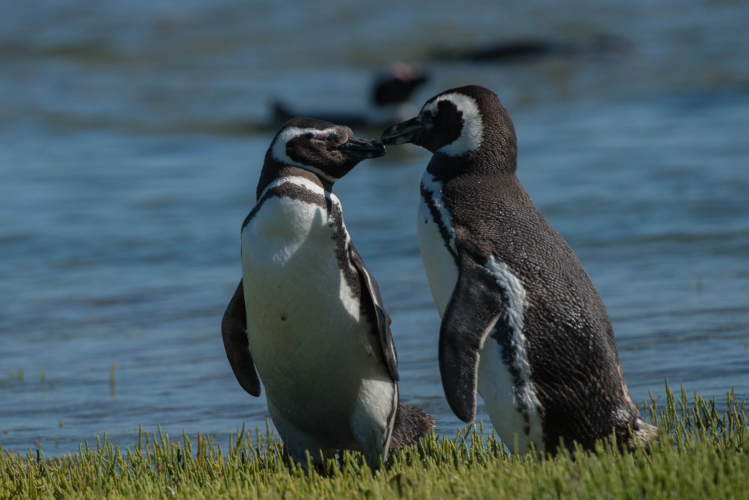 Argentina Hotels | Adventure Hotels | Wildlife reserve | Nature Hotels | Eco travel | eco luxury | nature destination | Landscape Hotels | Patagonia hotels | Penguin colonies | Bahia Bustamente Lodge