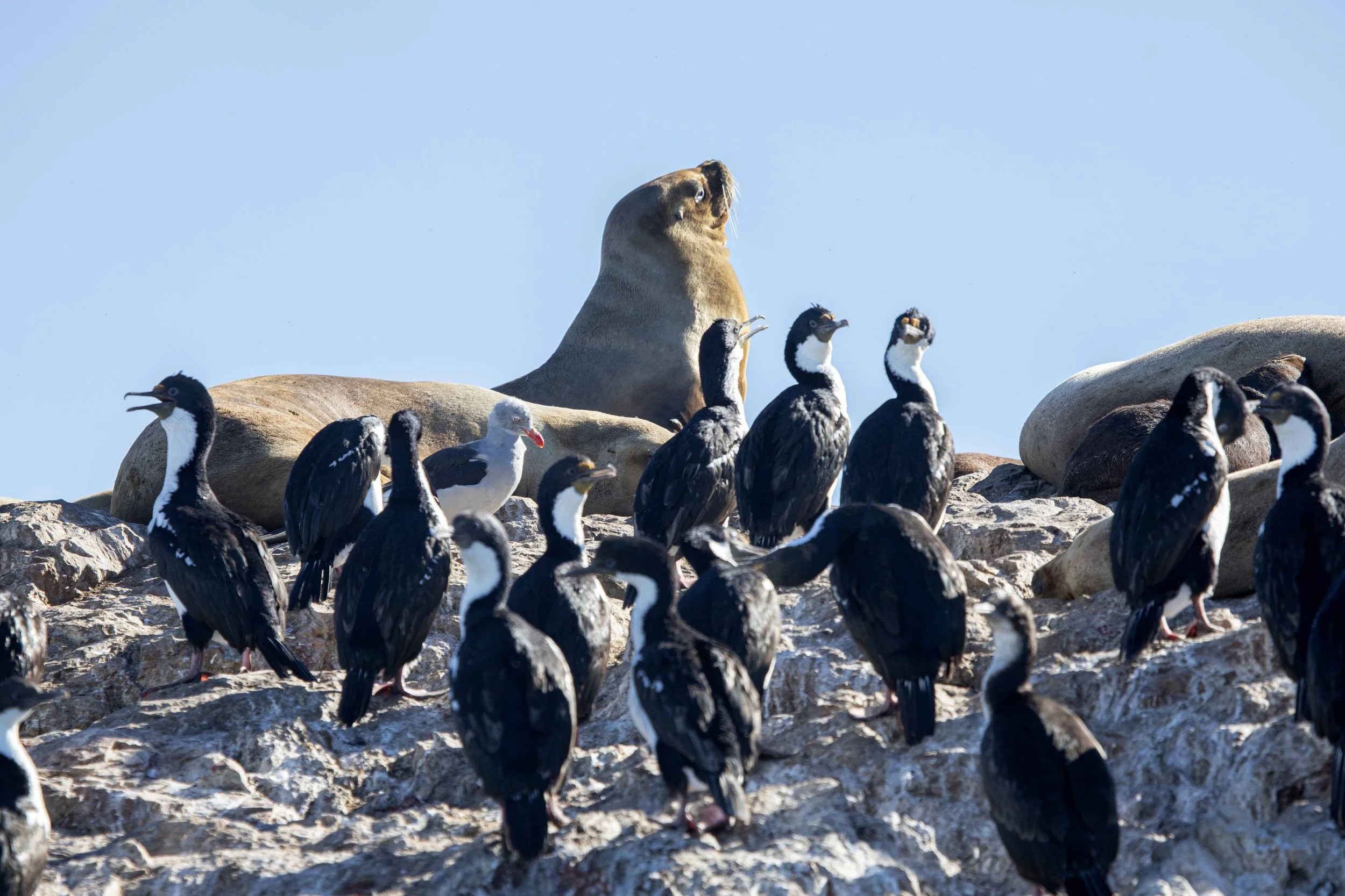 Argentina Hotels | Adventure Hotels | Wildlife reserve | Nature Hotels | Eco travel | eco luxury | nature destination | Landscape Hotels | Patagonia hotels | Penguin colonies | Bahia Bustamente Lodge