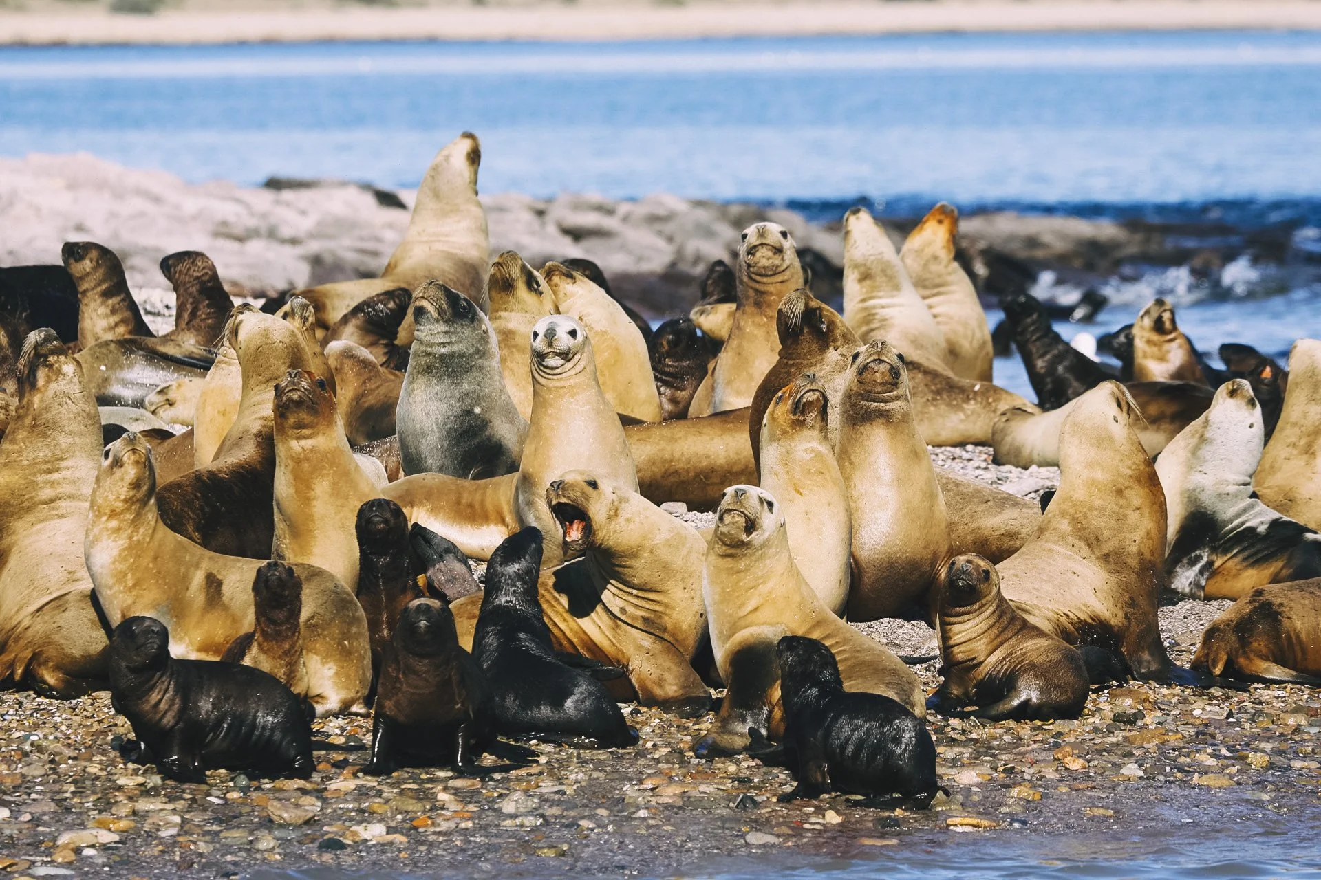 Argentina Hotels | Adventure Hotels | Wildlife reserve | Nature Hotels | Eco travel | eco luxury | nature destination | Landscape Hotels | Patagonia hotels | Penguin colonies | Bahia Bustamente Lodge