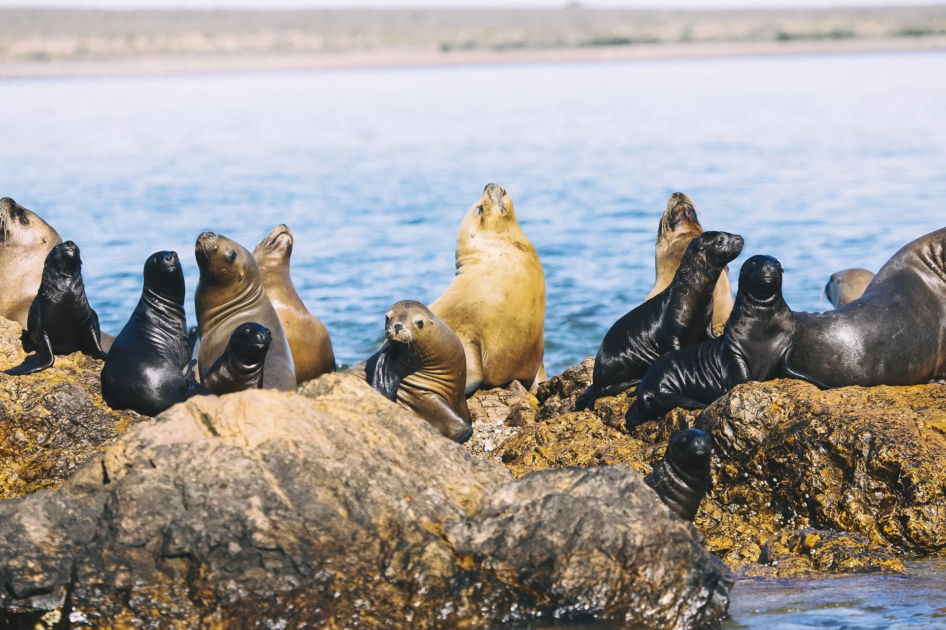 Argentina Hotels | Adventure Hotels | Wildlife reserve | Nature Hotels | Eco travel | eco luxury | nature destination | Landscape Hotels | Patagonia hotels | Penguin colonies | Bahia Bustamente Lodge