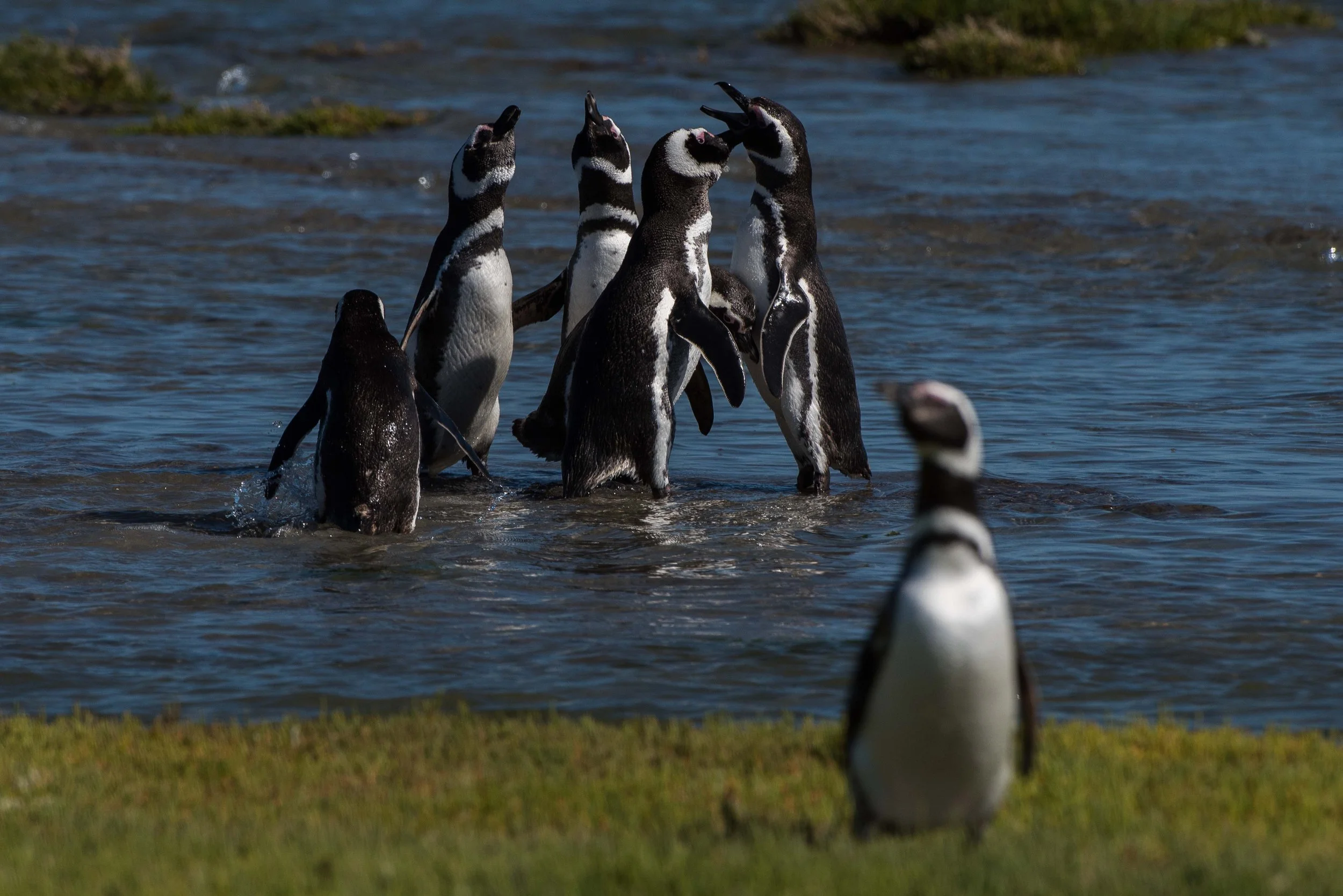 Argentina Hotels | Adventure Hotels | Wildlife reserve | Nature Hotels | Eco travel | eco luxury | nature destination | Landscape Hotels | Patagonia hotels | Penguin colonies | Bahia Bustamente Lodge