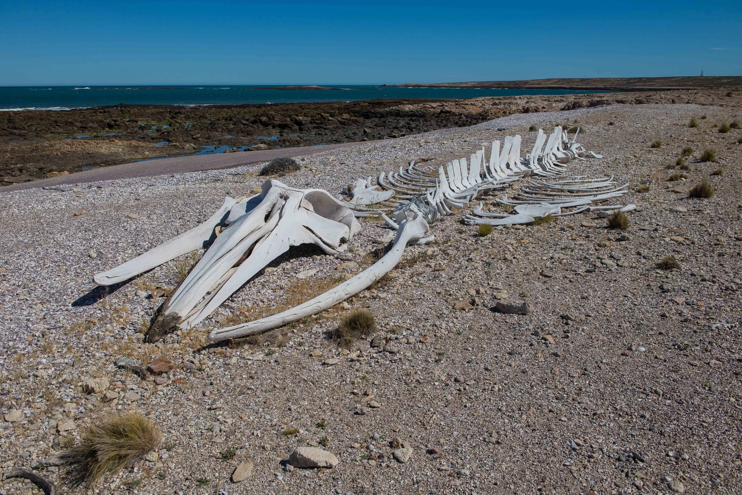 Argentina Hotels | Adventure Hotels | Wildlife reserve | Nature Hotels | Eco travel | eco luxury | nature destination | Landscape Hotels | Patagonia hotels | Penguin colonies | Bahia Bustamente Lodge