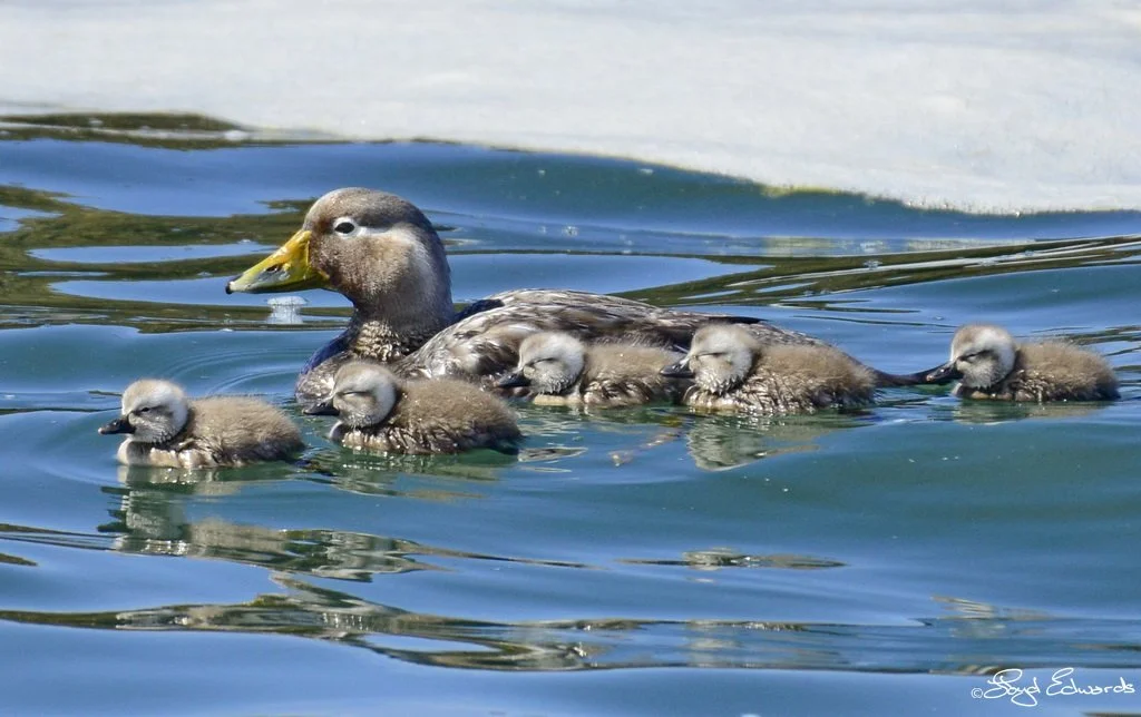 Argentina Hotels | Adventure Hotels | Wildlife reserve | Nature Hotels | Eco travel | eco luxury | nature destination | Landscape Hotels | Patagonia hotels | Penguin colonies | Bahia Bustamente Lodge
