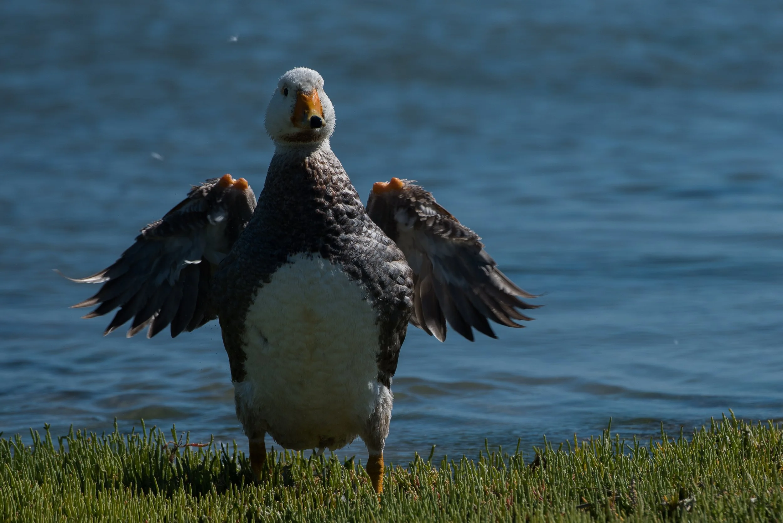 Argentina Hotels | Adventure Hotels | Wildlife reserve | Nature Hotels | Eco travel | eco luxury | nature destination | Landscape Hotels | Patagonia hotels | Penguin colonies | Bahia Bustamente Lodge