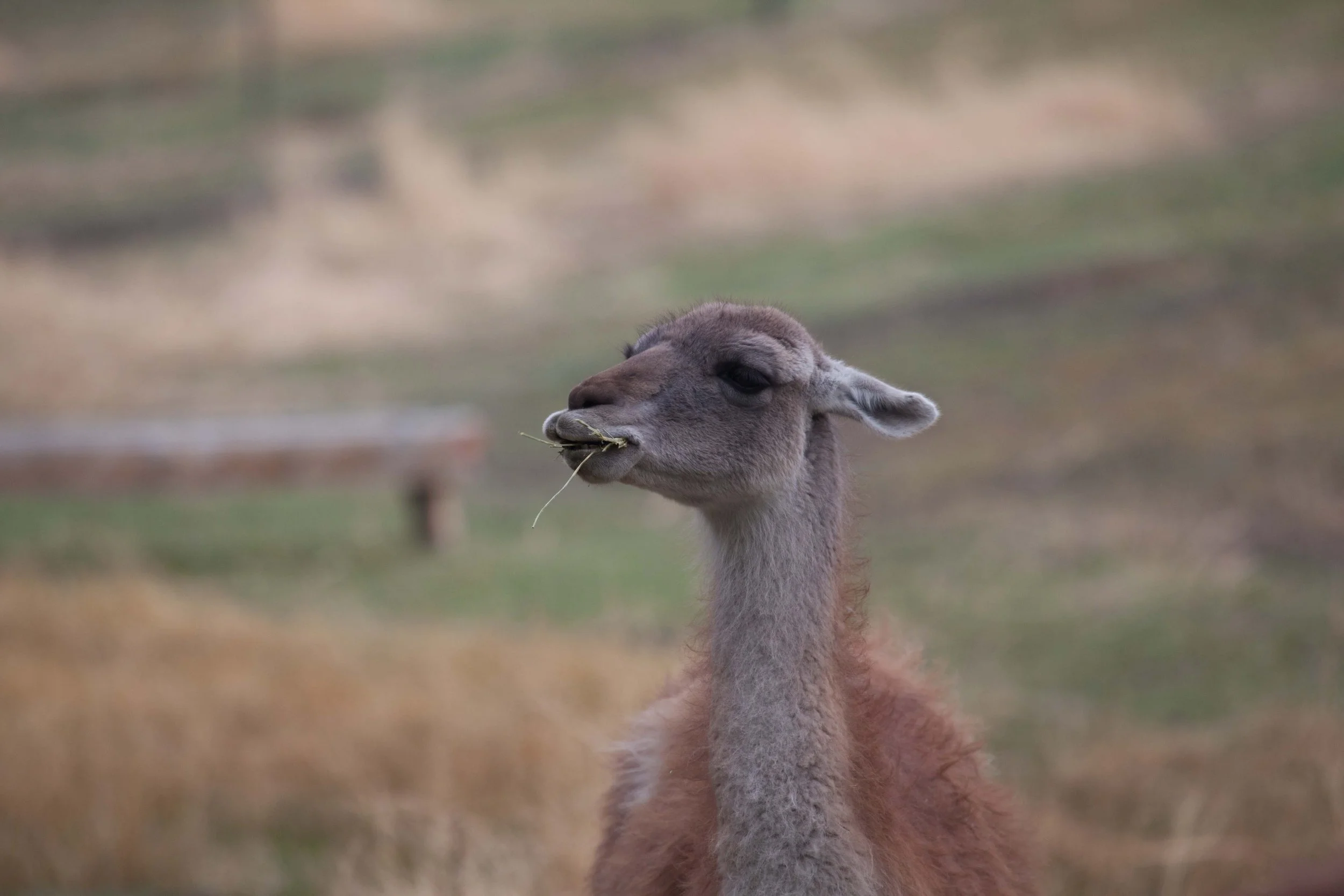 Argentina Hotels | Adventure Hotels | Wildlife reserve | Nature Hotels | Eco travel | eco luxury | nature destination | Landscape Hotels | Patagonia hotels | Penguin colonies | Bahia Bustamente Lodge