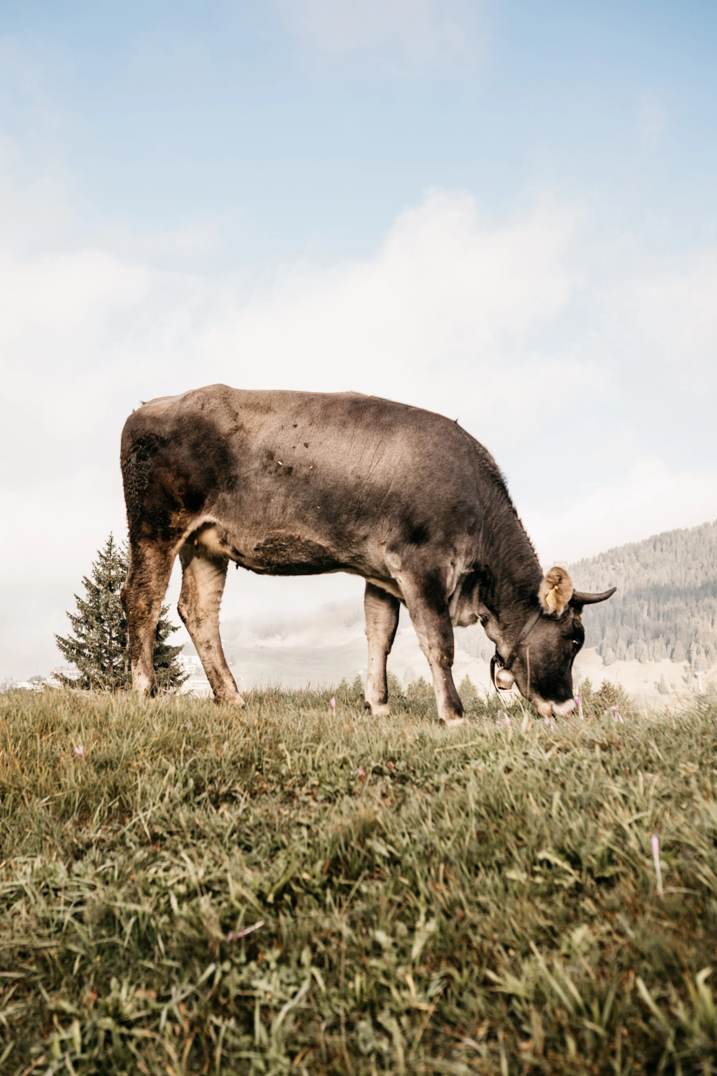 Dolomites Hotels | South Tyrol Hotels | Eco travel | eco hotel | landscape hotel | nature hotel | nature destination | room and wild | Schlern-Rosengarten | Alpe di Siusi | Lake Carezza | Gfell Hotel