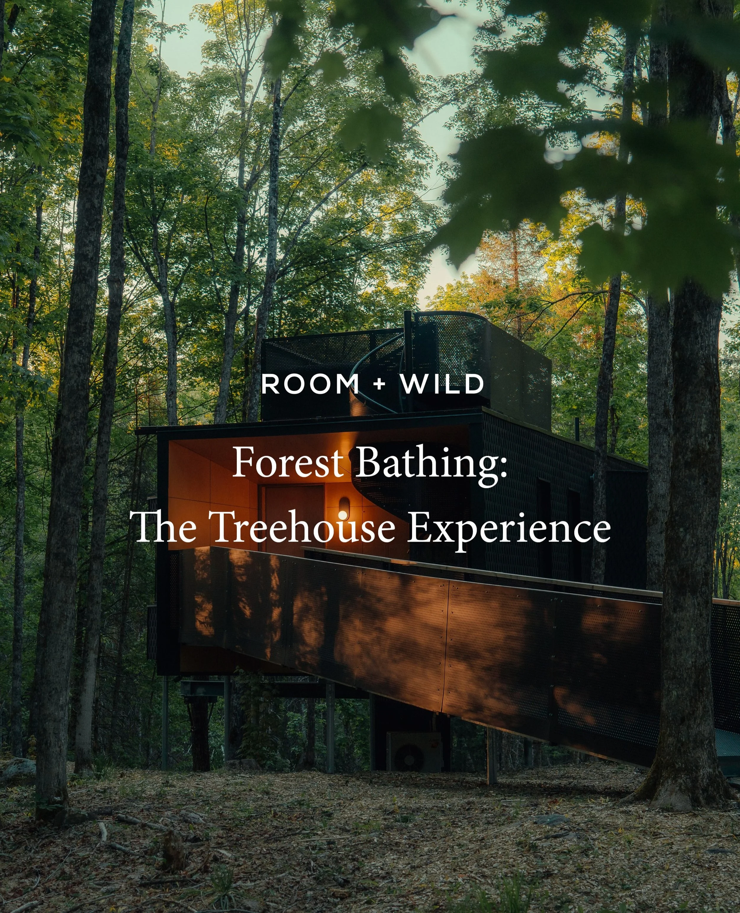Long before forest bathing became a wellness trend, it was simply a way of being in nature. The practice originates from Japan, where shinrin-yoku, meaning &ldquo;forest bathing,&rdquo; was formally introduced in the 1980s as a response to increasing