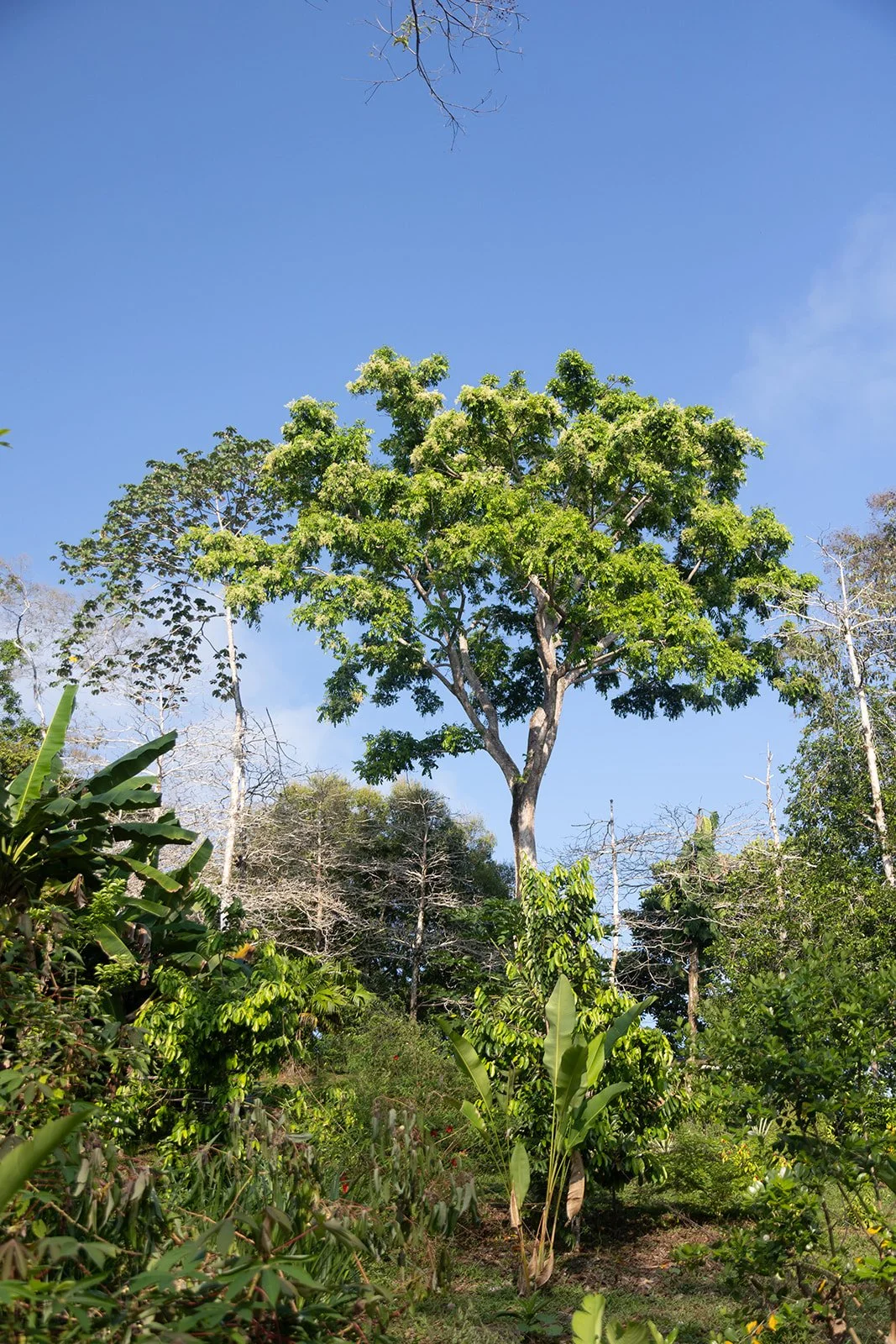 Costa Rica Hotel | Farm Hotels | Agriculture Hotels | Agrotourism | Eco travel | eco hotel | Slow travel | landscape hotel | nature hotel | nature destination | room and wild | Balsa Nueva Lodge