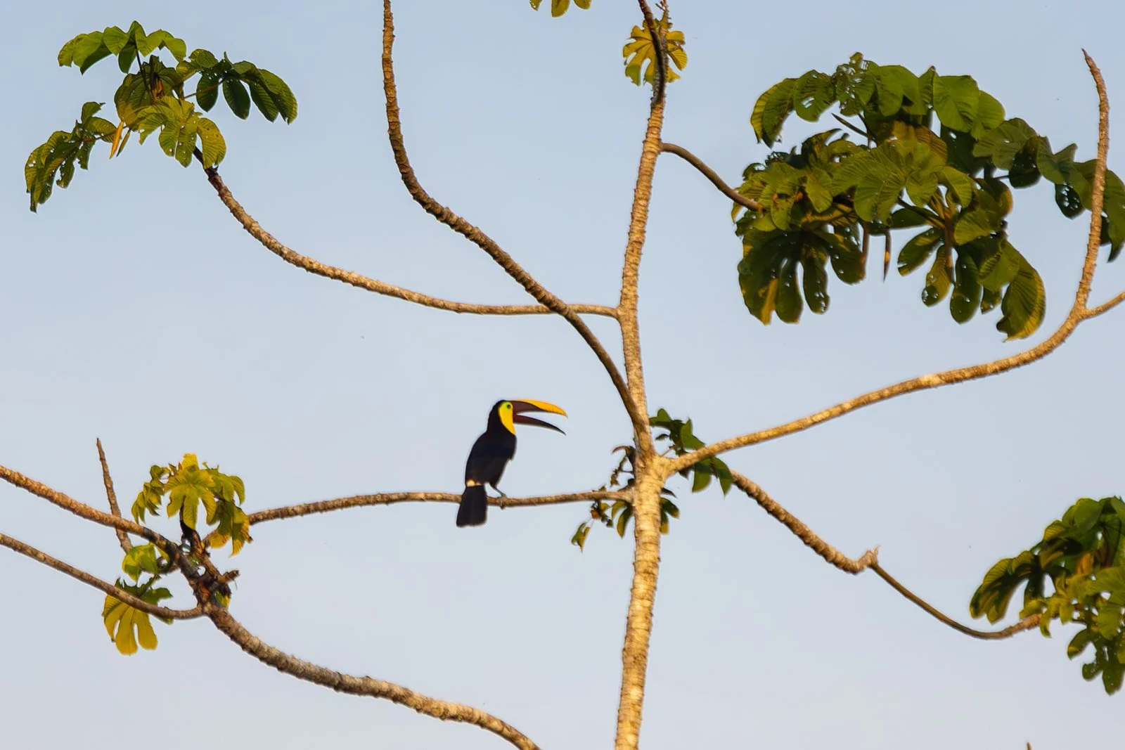 Costa Rica Hotel | Farm Hotels | Agriculture Hotels | Agrotourism | Eco travel | eco hotel | Slow travel | landscape hotel | nature hotel | nature destination | room and wild | Balsa Nueva Lodge