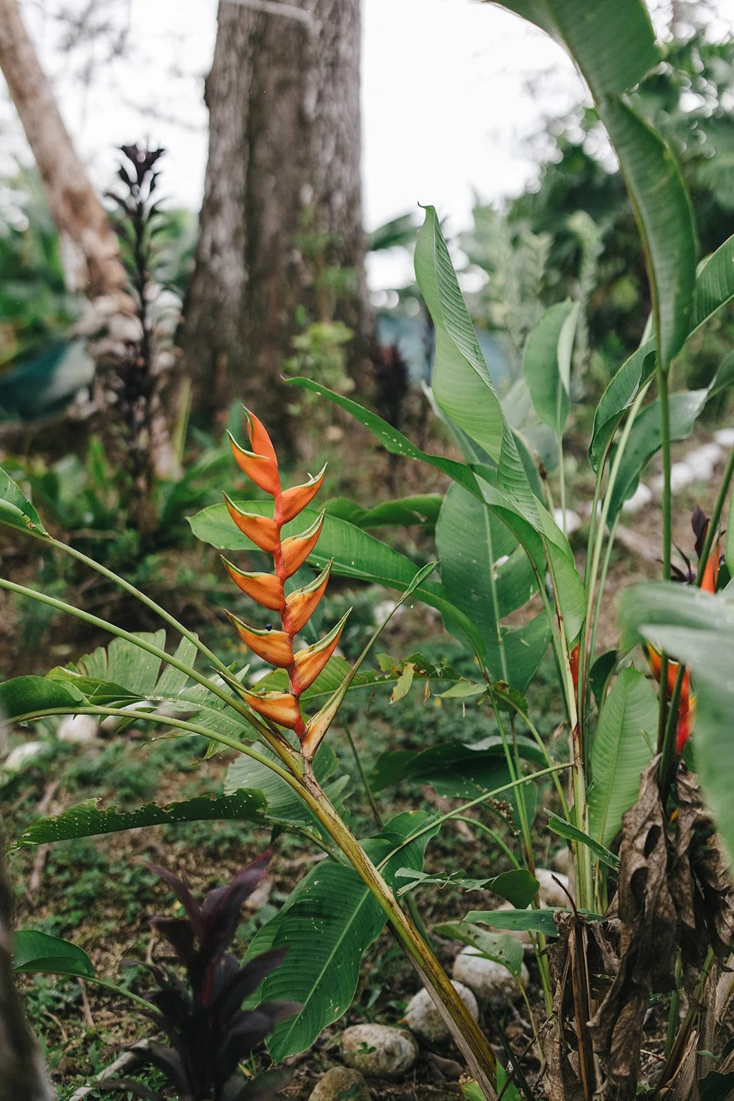 Costa Rica Hotel | Farm Hotels | Agriculture Hotels | Agrotourism | Eco travel | eco hotel | Slow travel | landscape hotel | nature hotel | nature destination | room and wild | Balsa Nueva Lodge