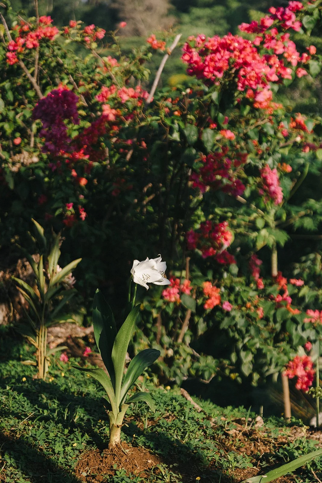 Costa Rica Hotel | Farm Hotels | Agriculture Hotels | Agrotourism | Eco travel | eco hotel | Slow travel | landscape hotel | nature hotel | nature destination | room and wild | Balsa Nueva Lodge