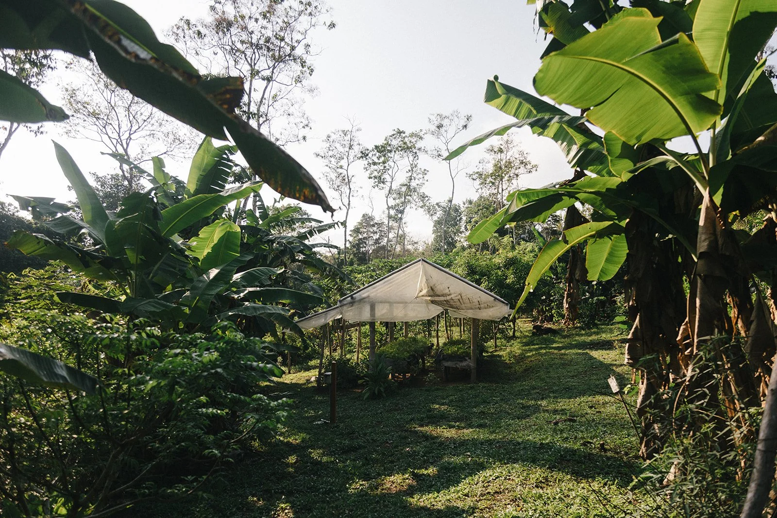 Costa Rica Hotel | Farm Hotels | Agriculture Hotels | Agrotourism | Eco travel | eco hotel | Slow travel | landscape hotel | nature hotel | nature destination | room and wild | Balsa Nueva Lodge