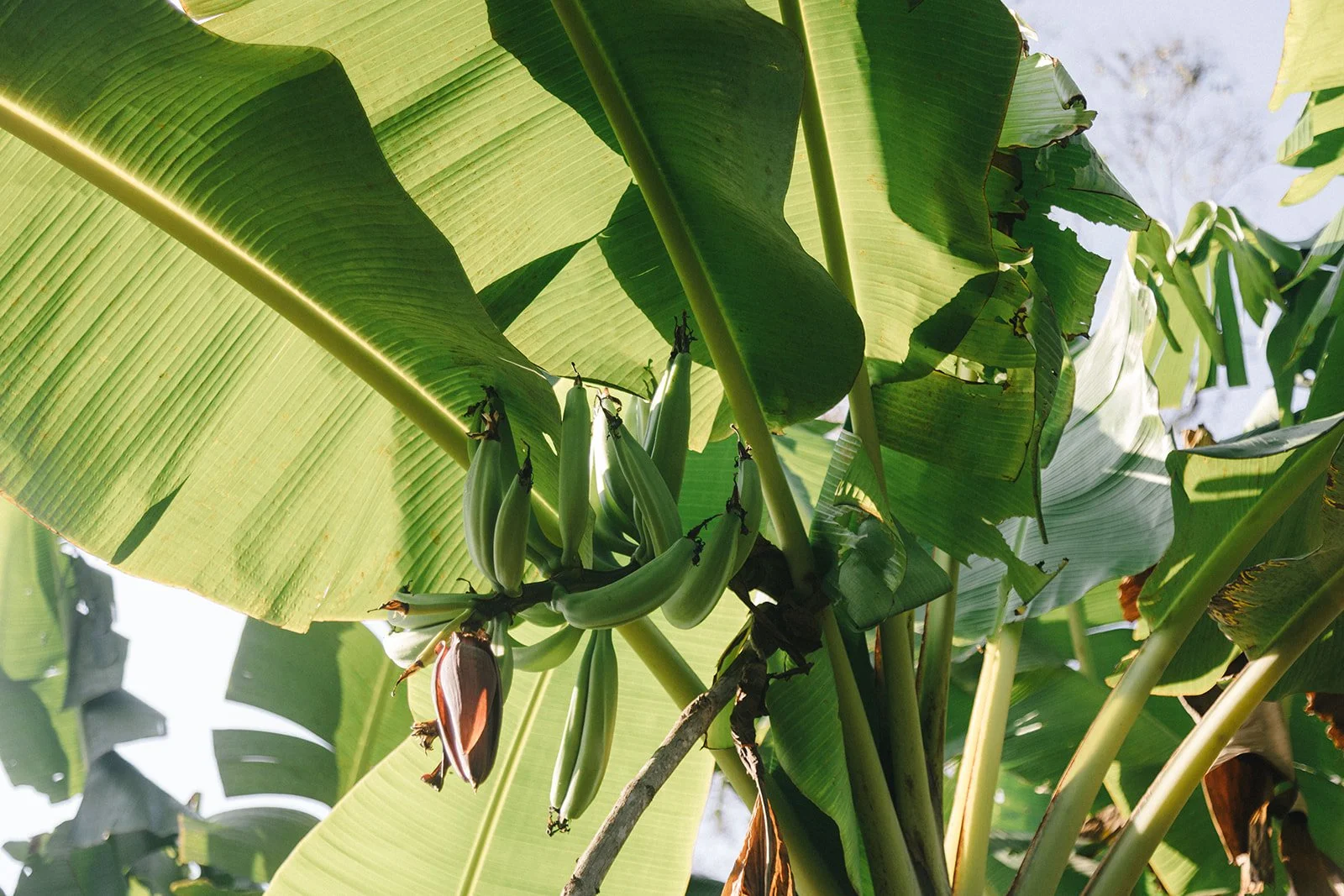 Costa Rica Hotel | Farm Hotels | Agriculture Hotels | Agrotourism | Eco travel | eco hotel | Slow travel | landscape hotel | nature hotel | nature destination | room and wild | Balsa Nueva Lodge