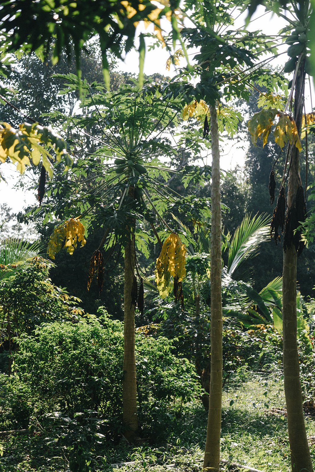 Costa Rica Hotel | Farm Hotels | Agriculture Hotels | Agrotourism | Eco travel | eco hotel | Slow travel | landscape hotel | nature hotel | nature destination | room and wild | Balsa Nueva Lodge