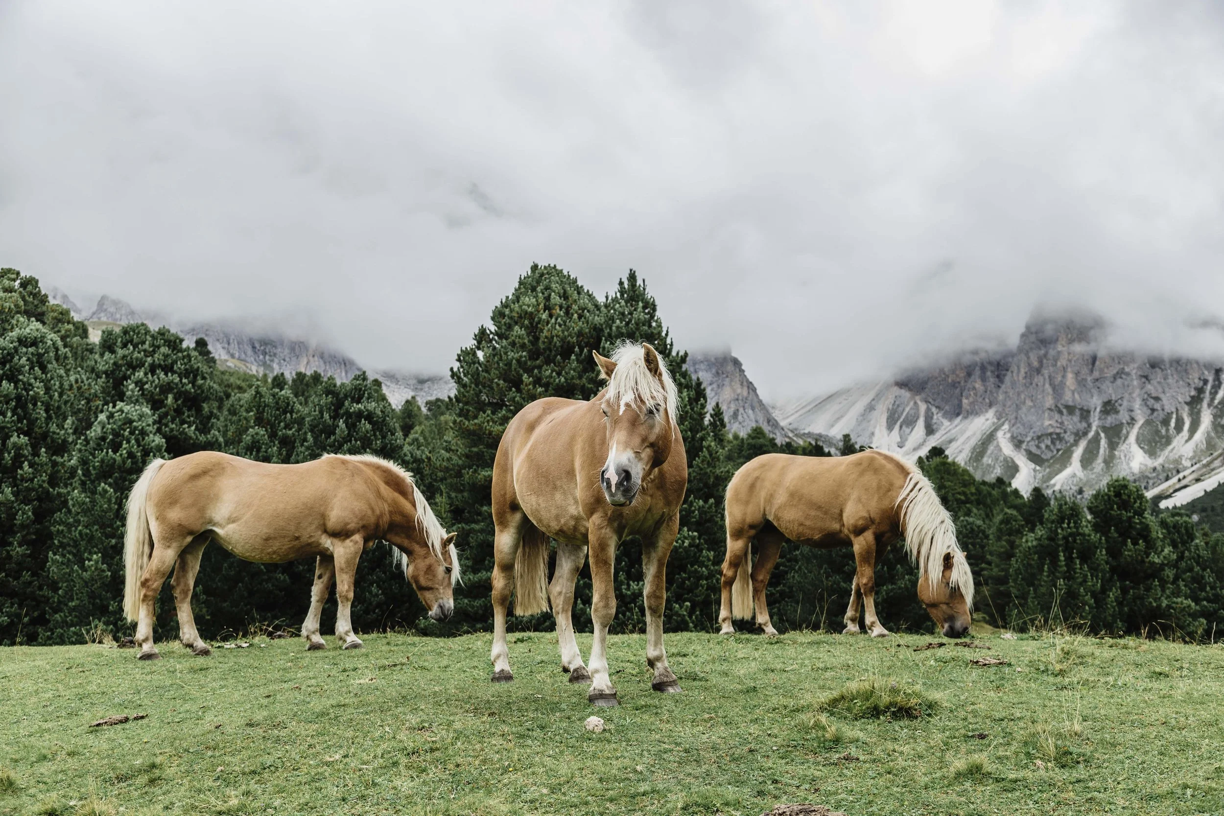 Italy Hotel | Ski Hotel | Val Gardena |  UNESCO | Eco travel | eco hotel | landscape hotel | nature hotel | nature destination | room and wild | Col Raiser Dolomites Hotel | Almhotel Col Raiser 