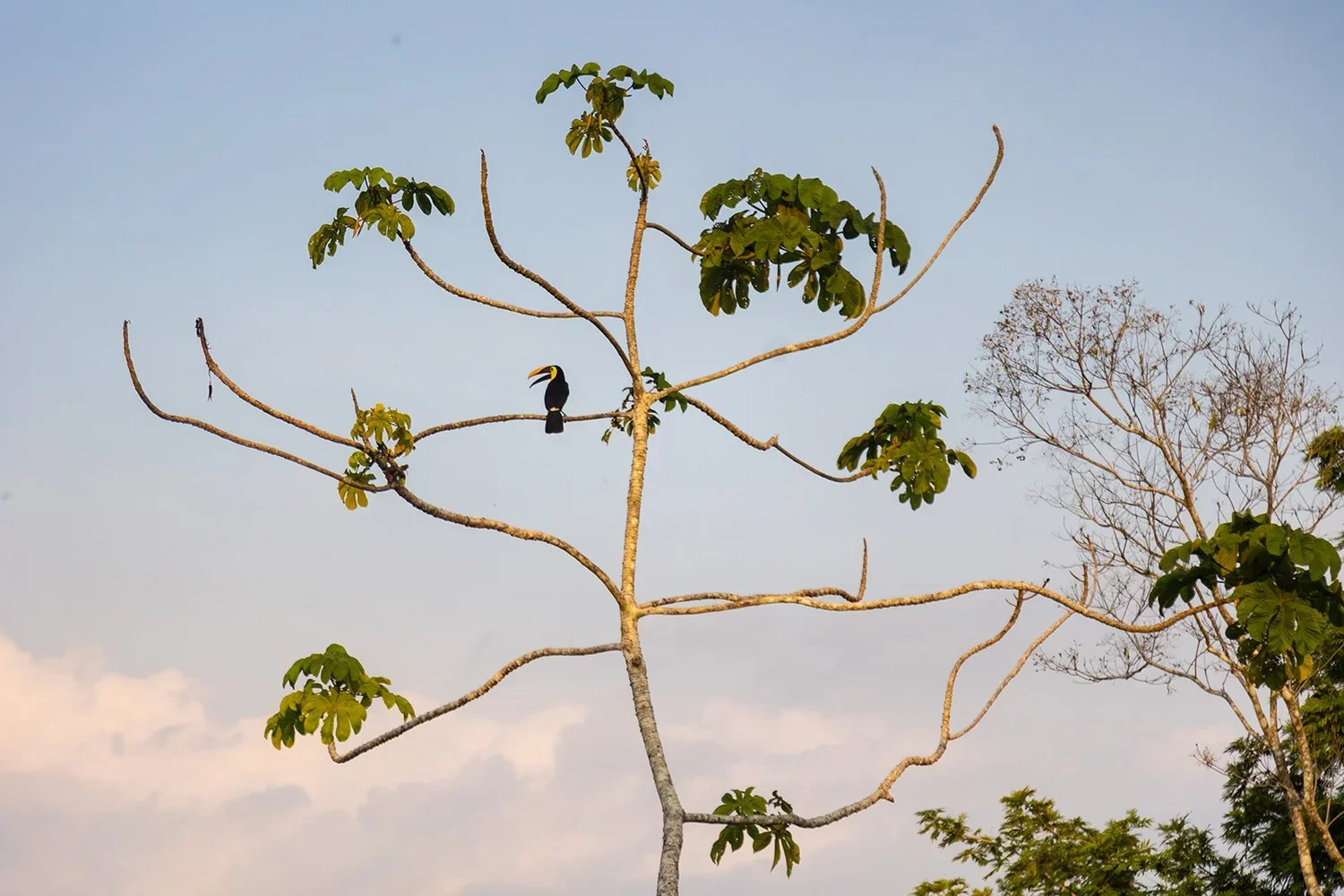 Family Hotels | Multigenerational travel | family travel| Eco travel | eco hotel | Slow travel | landscape hotel | nature hotel | nature destination | room and wild | costa rica boutique Hotel | Costa Rica treehouse | Balsa Nueva Lodge