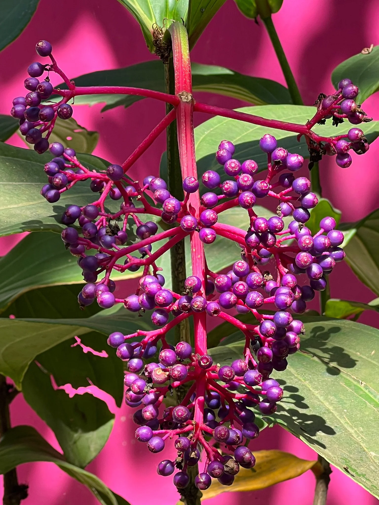 Farm Hotels | Botanical Hotels | Botanical Gardens | Wellness Travel | Garden Hotels | Eco travel | eco hotel | Slow travel | landscape hotel | nature hotel | nature destination | room and wild | Brazil luxury Hotel | Uxua Casa Hotel & Spa