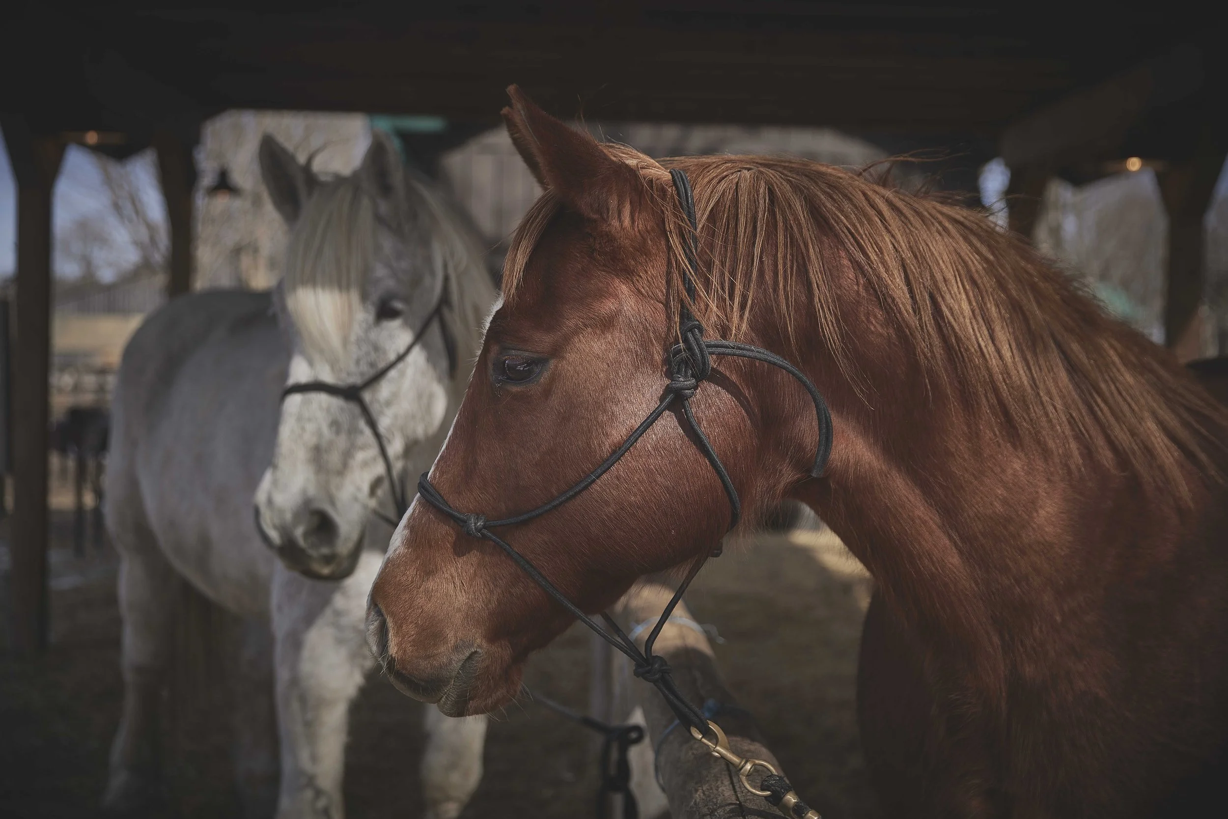 Adventure Travel | Horseback riding | equestrian travel | Slow travel | Eco travel | eco hotel  | landscape hotel | nature hotel | nature destination | room and wild | canada luxury Hotel | Ontario | Glen oro farm